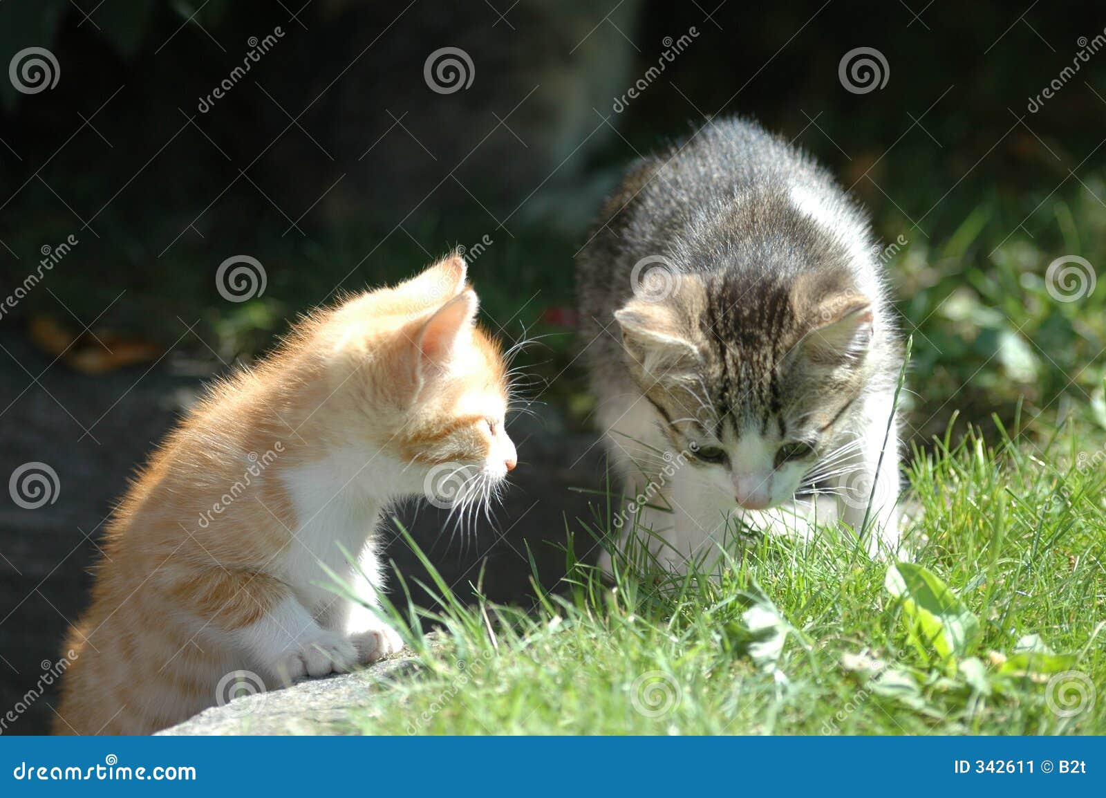 Jogos Do Gatinho Em Uma Grama Verde Imagem de Stock - Imagem de animais,  gato: 36791029