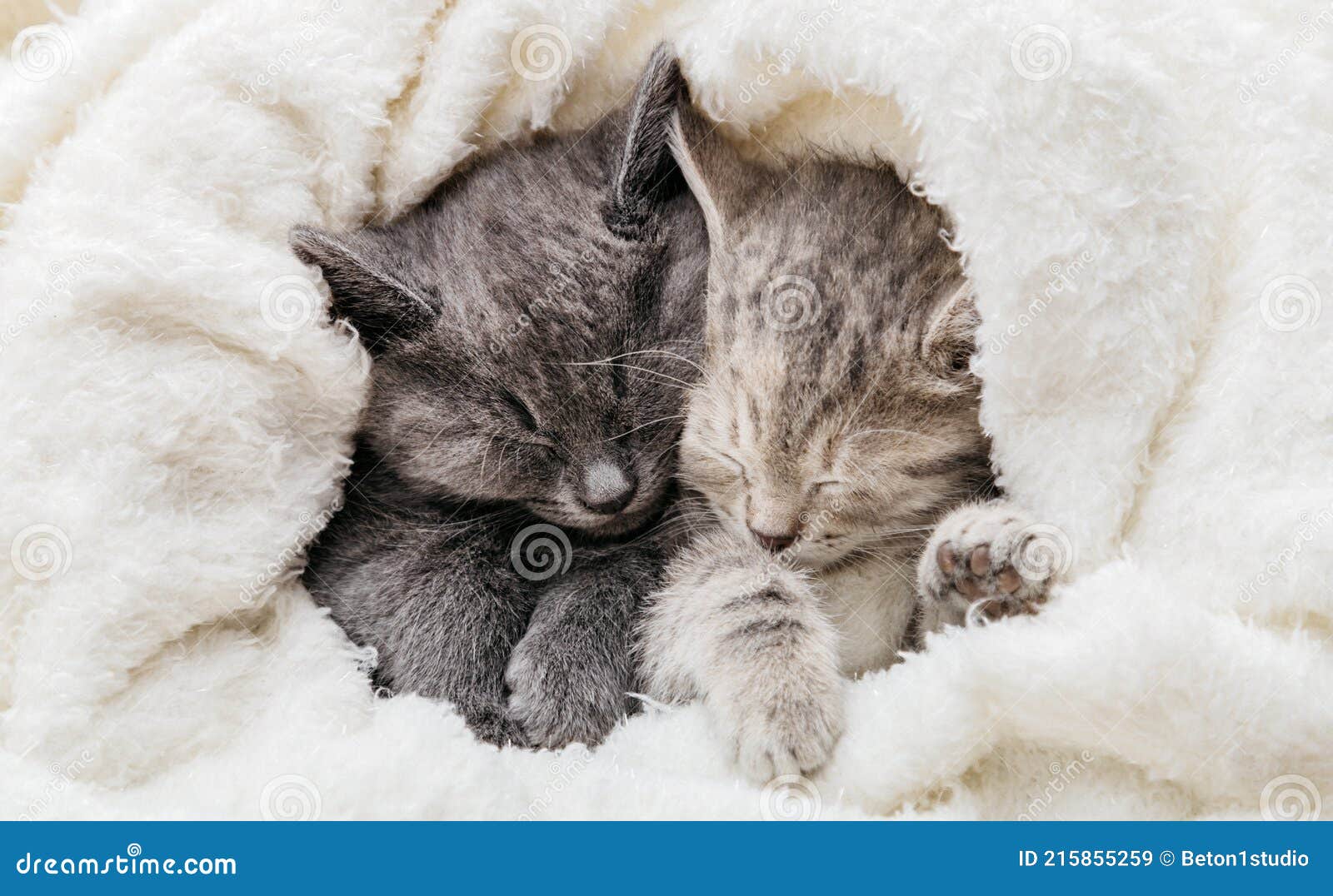 Gatinhos fofos participando de um jogo dentro do forte de cobertores  enquanto desfrutam de seu esconderijo confortável
