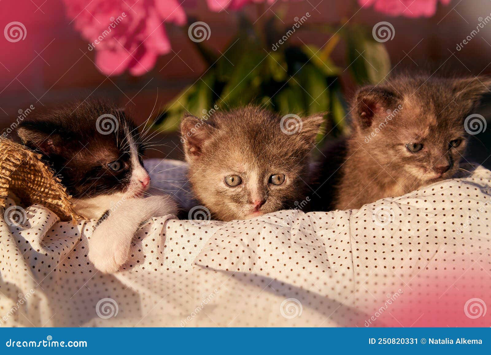 Gatinhos De Animais Domésticos Fofinhos Entre As Pedras Floridas. Adorável  Pequeno Animal No Verão. Descoberta E Curiosidade Imagem de Stock - Imagem  de jogo, casa: 251088565