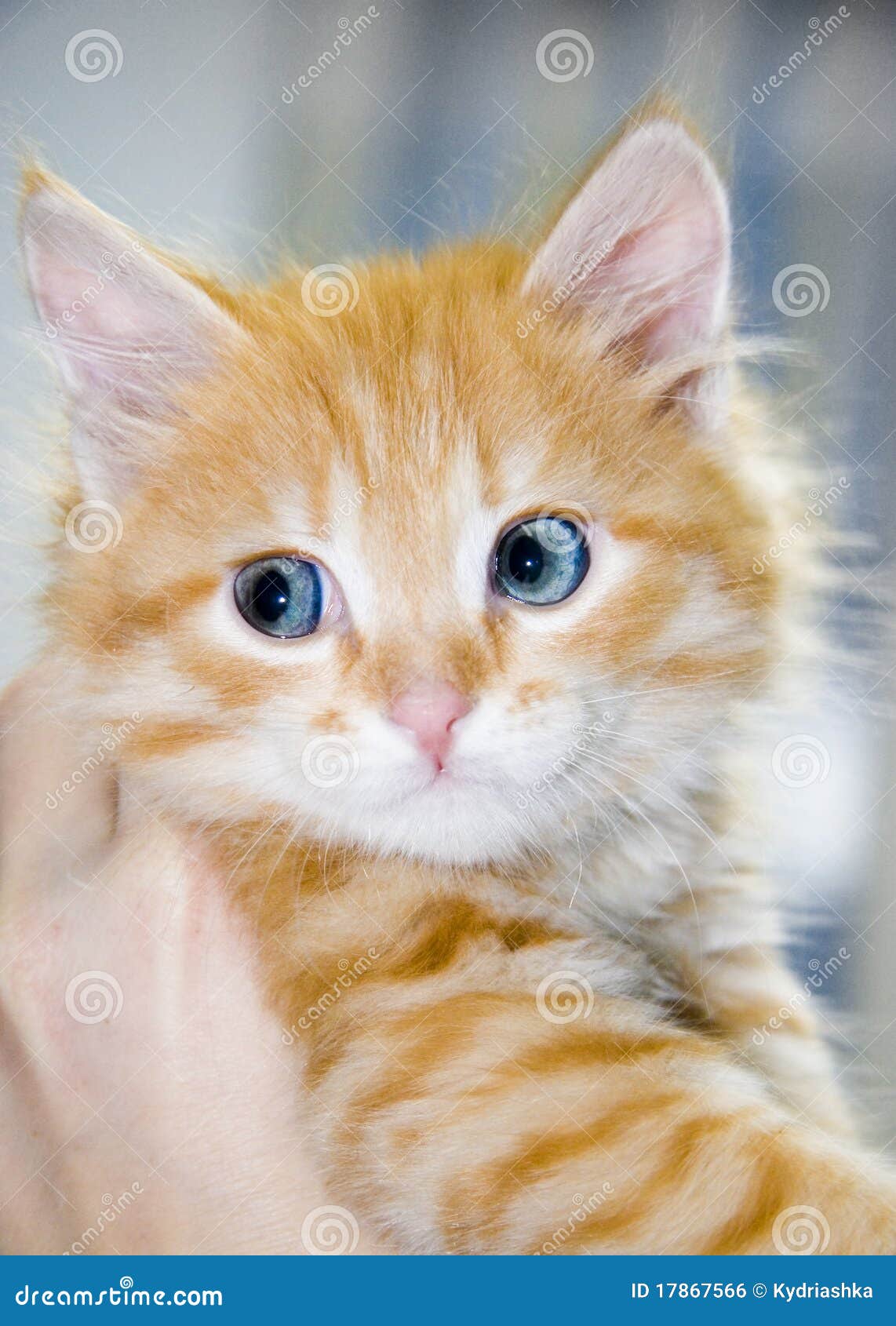 Animal Lona Pared Arte-Bebé Jengibre/Naranja Gato De Gatito-con ojos azules/Close Up 