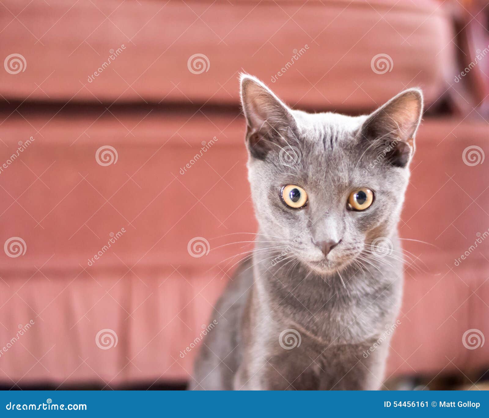 Gatito azul de Korat. Gatito azul lindo de Korat que es todo juguetón