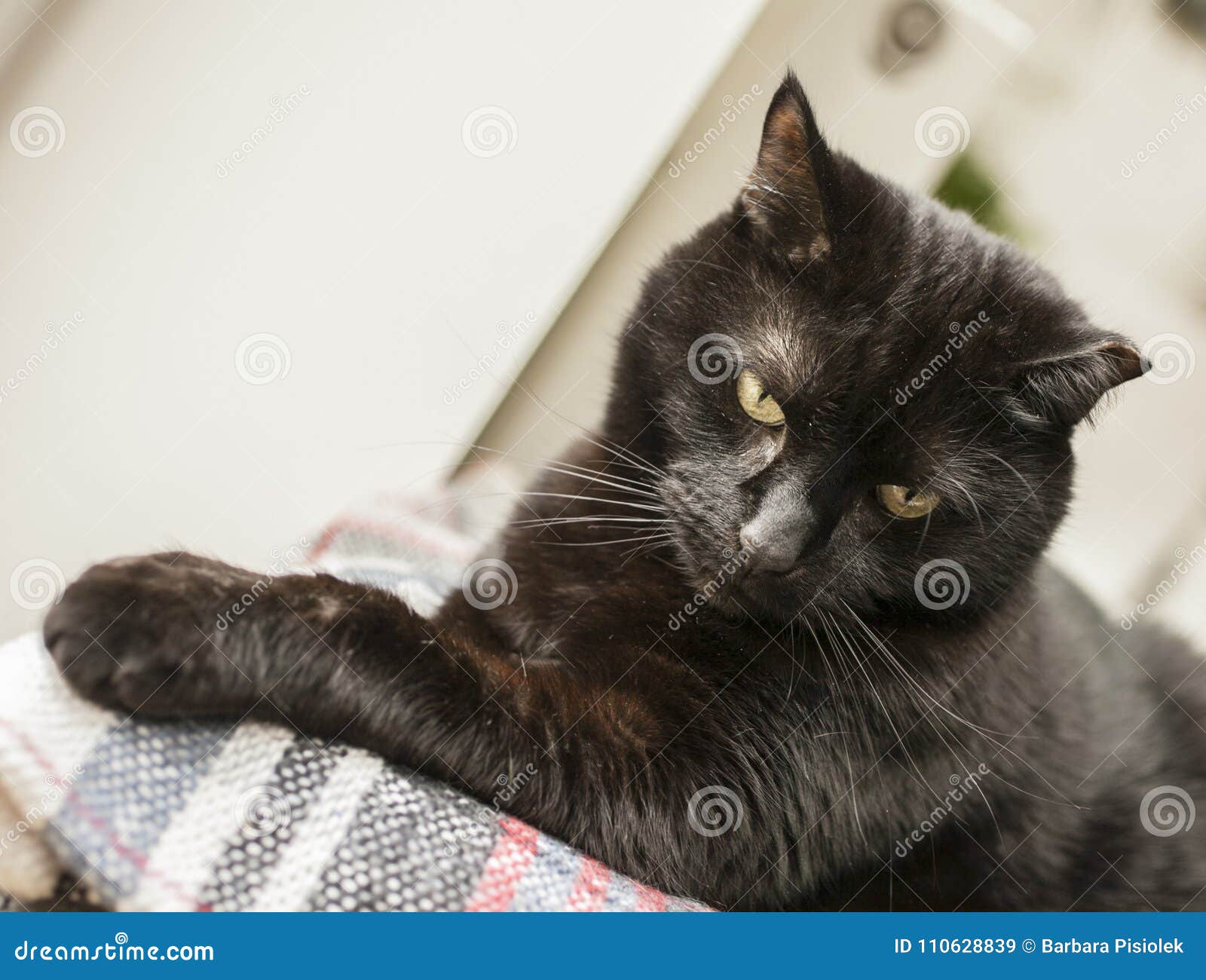 gatito, the black cat, looking down.