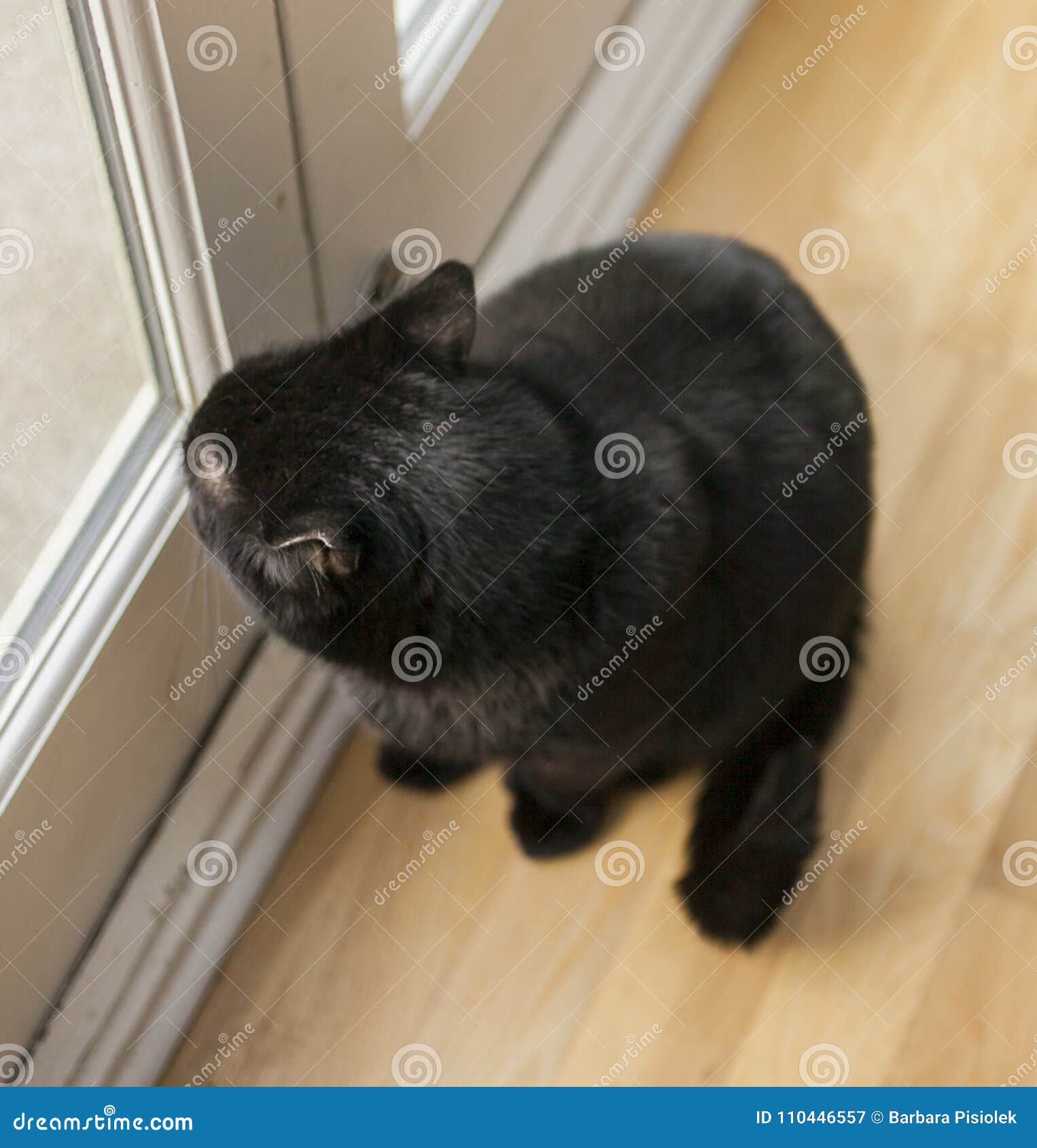 gatito, the black cat, sitting by a door.