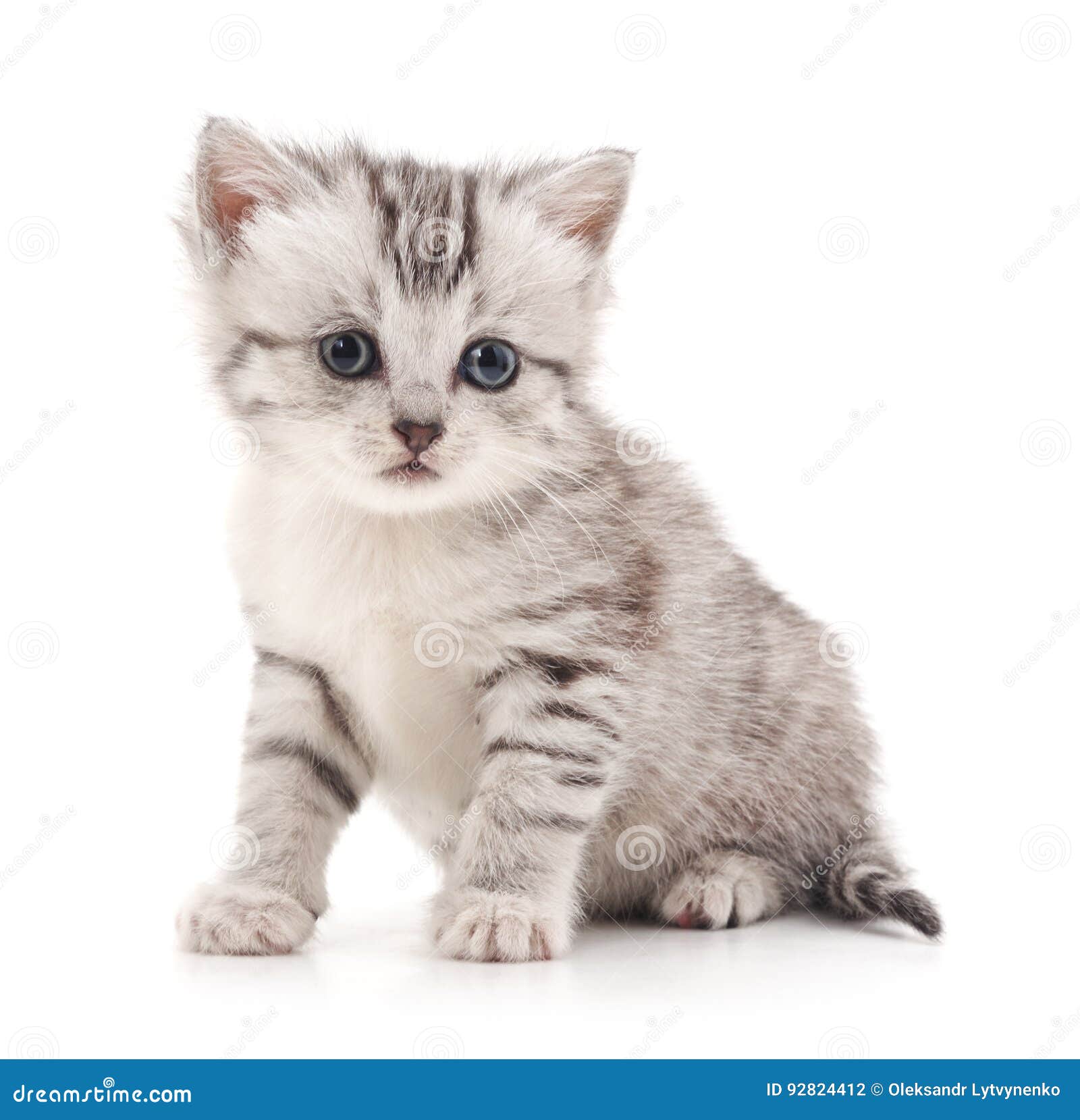 Gattino bianco occhi azzurri, gatto bianco occhi azzurri Sfondo del  telefono HD | Pxfuel, image size:1600x1659