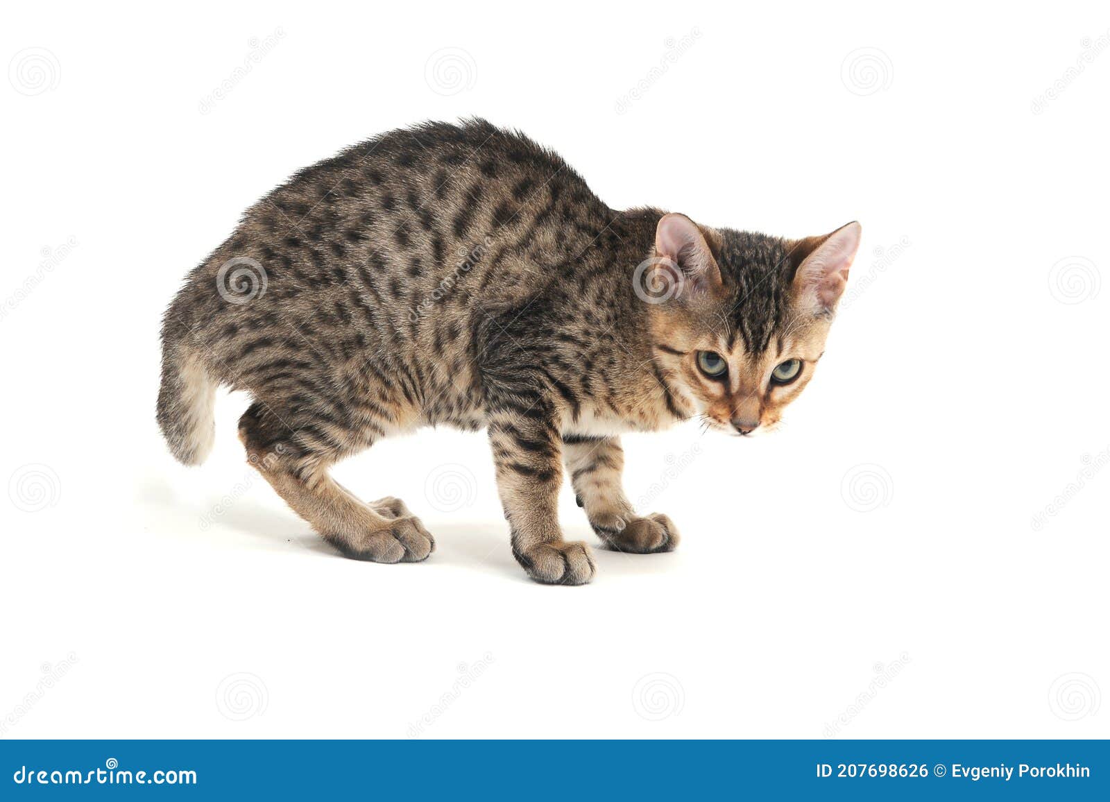 Gatito De Pelo Liso De Pura Raza Sobre Fondo Blanco Foto De Archivo Imagen De Blanco Retrato Gatito De Pelo Liso De Pura Raza Sobre Fondo Blanco Foto De Archivo Imagen De Blanco Retrato