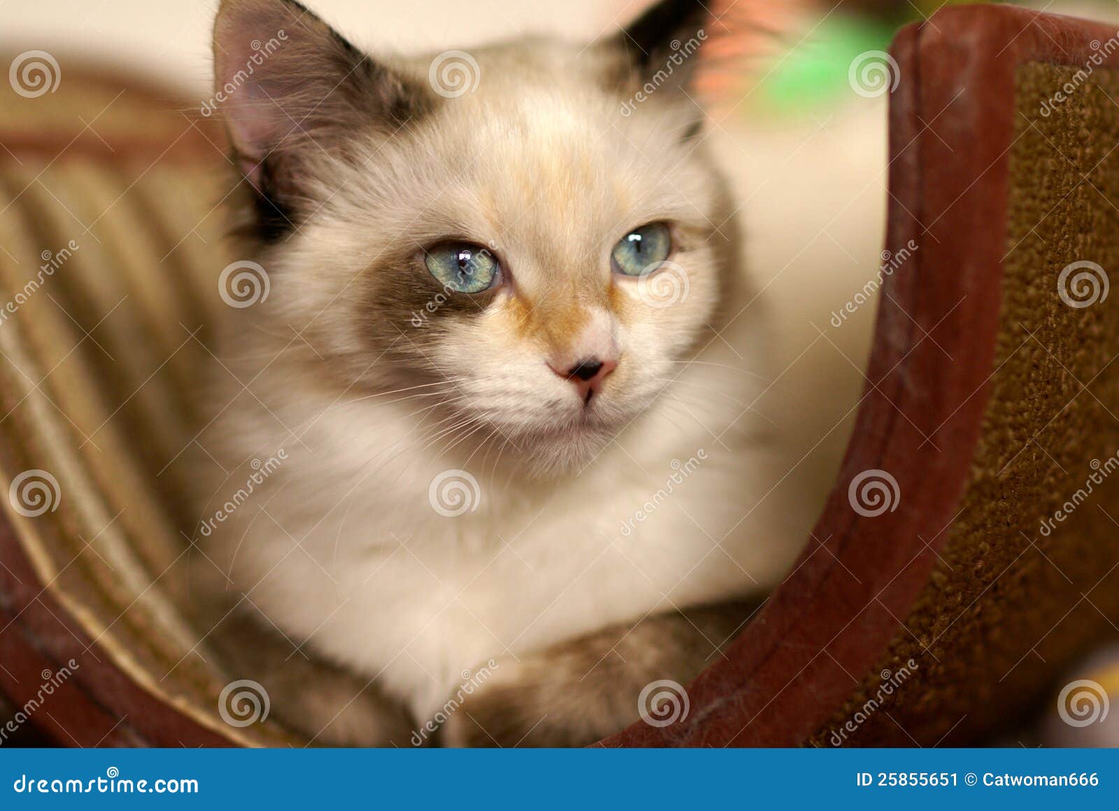 Gatito hermoso de la raqueta-ragdoll. Primer de la casta rara de la mezcla de la raqueta-ragdoll del gato.