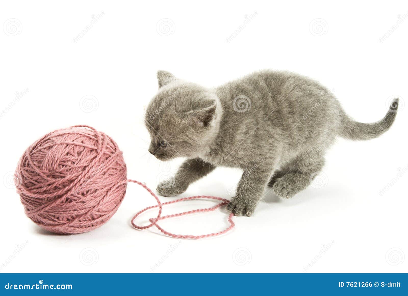 Gatito sobre blanco. Pequeños gatito y ovillo divertidos de la cuerda de rosca. Aislado en el fondo blanco