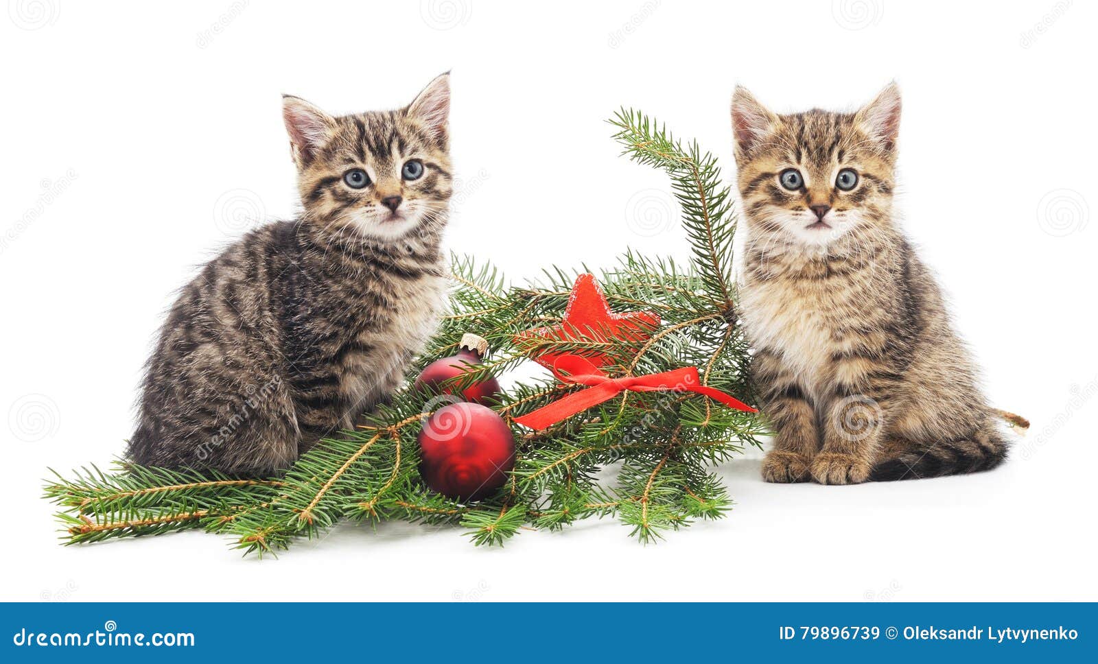 685 Gatos De Navidad Tabú Gris Fotos de stock - Fotos libres de regalías de  Dreamstime, image size:1600x968