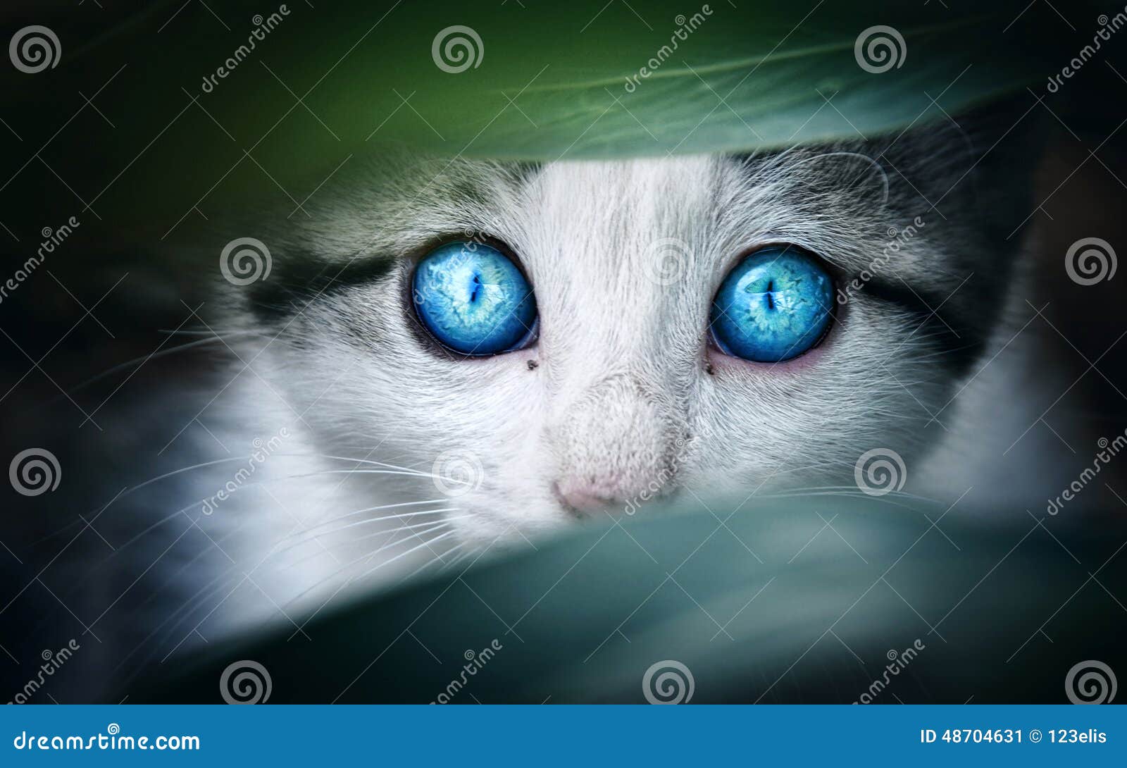 28,340 Gato Gris Con Los Ojos Azules Fotos de stock - Fotos libres de  regalías de Dreamstime, image size:1600x1090