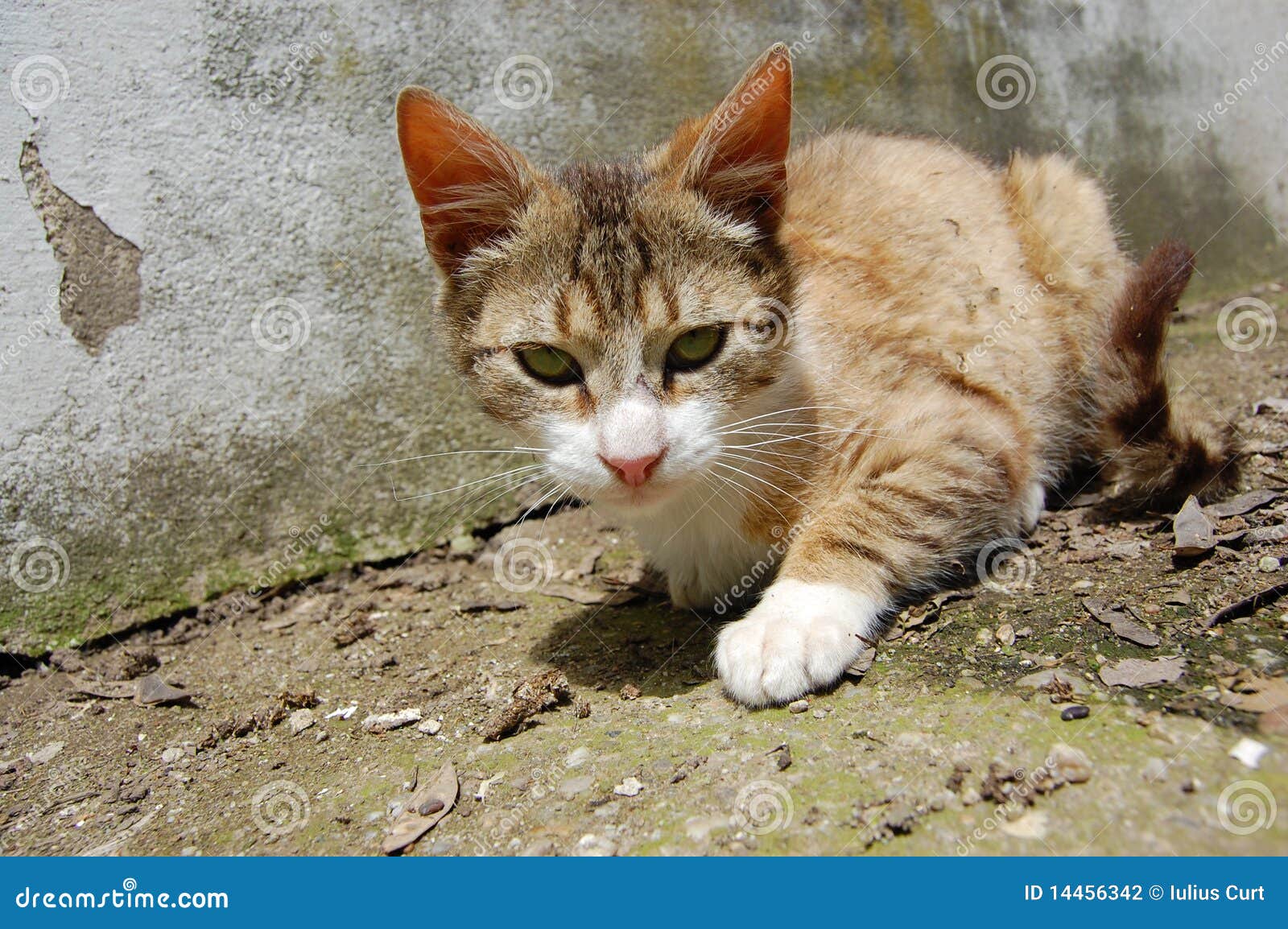 Gato al aire libre. Retrato del gato del animal doméstico que acecha al aire libre.