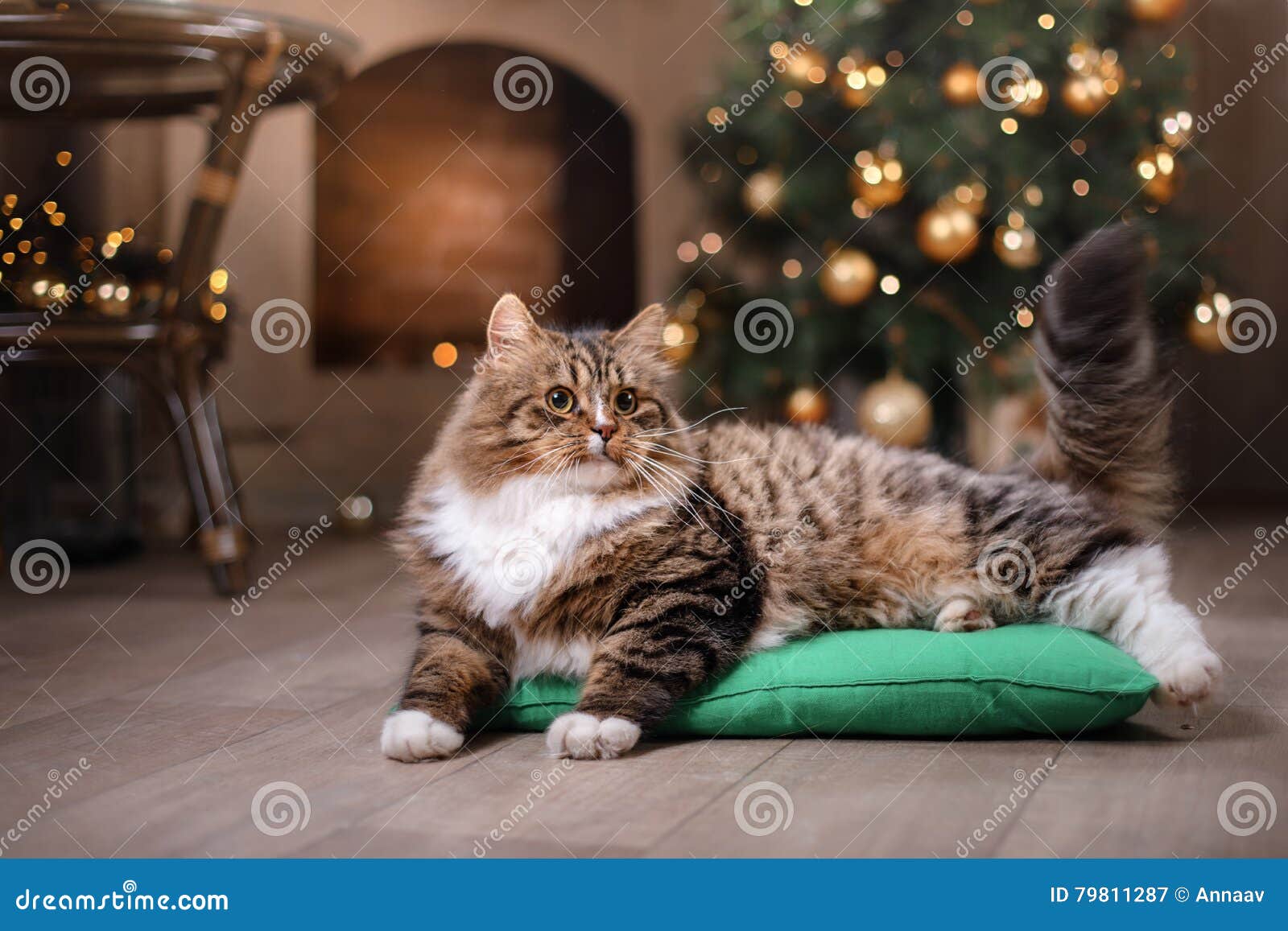 Gato atigrado y gato feliz Estación 2017, Año Nuevo de la Navidad. Gato atigrado y gato feliz Estación 2017 de la Navidad, Año Nuevo, días de fiesta y celebración