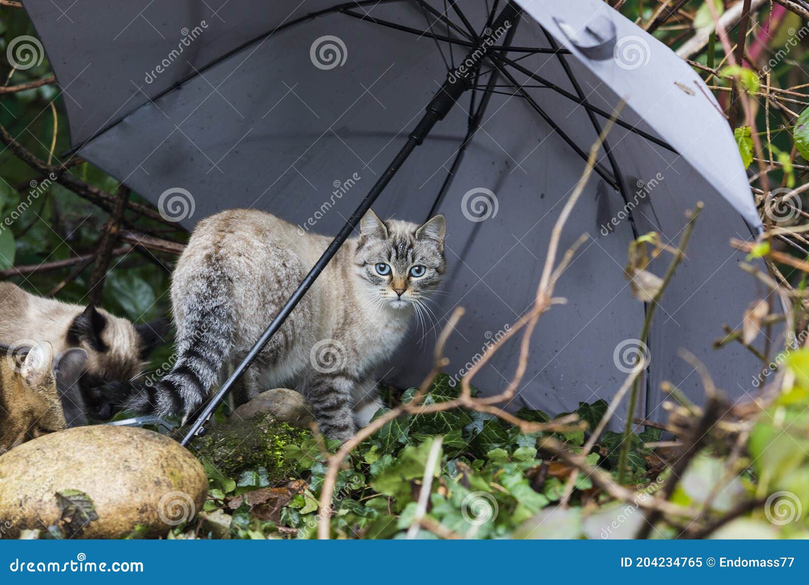 PARAGUAS BLANCO CAT