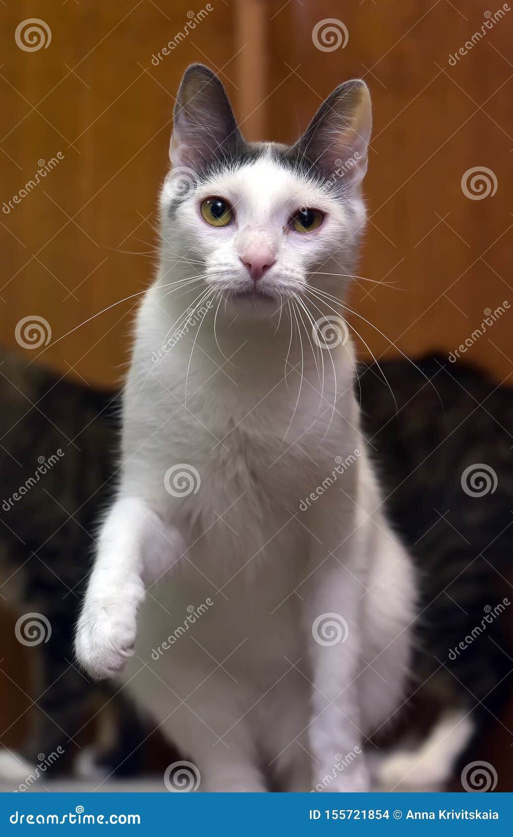 Higgins pronunciación motivo Gato Blanco Con Una Mancha Gris En La Cabeza Foto de archivo - Imagen de  hermoso, gato: 155721854
