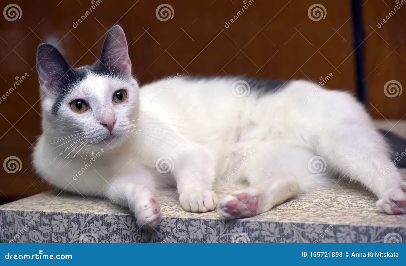 la seguridad Iluminar alquiler Gato Blanco Con Una Mancha Gris En La Cabeza Foto de archivo - Imagen de  gatito, negro: 155721898