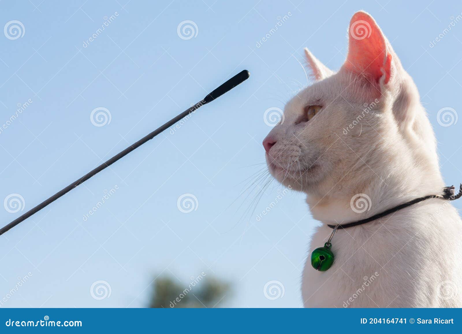 Críticamente formal Explícito Gato Blanco Hermoso Con El Cuello Y El Estertor Sobre Un Coche Que Mira El Coche De La Antena Del Coche Imagen de archivo - Imagen de serio, gato: 204164741 Críticamente formal Explícito Gato Blanco Hermoso Con El Cuello Y El Estertor Sobre Un Coche Que Mira El Coche De La Antena Del Coche Imagen de archivo - Imagen de serio, gato: 204164741