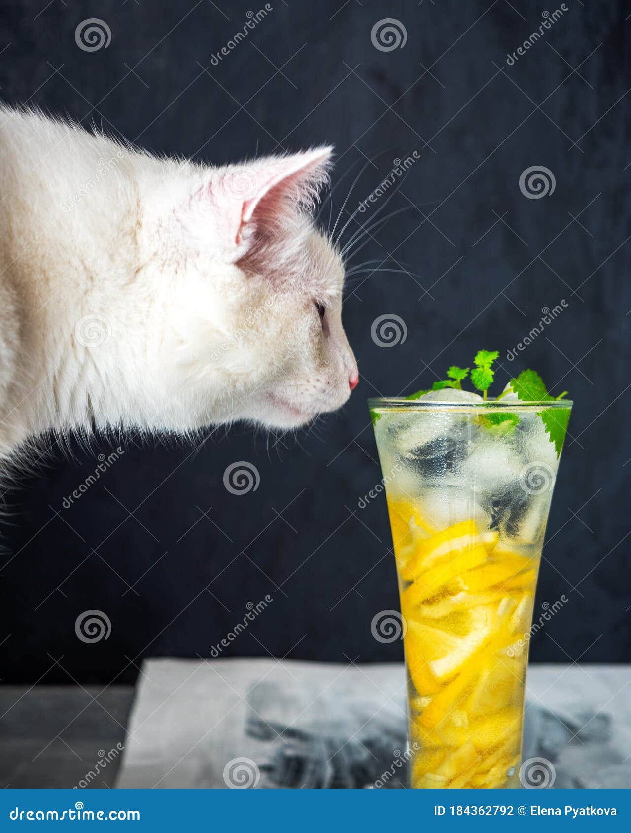 Un Gato Joven Y Fluffy Sabe a Mariscos Y Café Con Chocolate Sobre