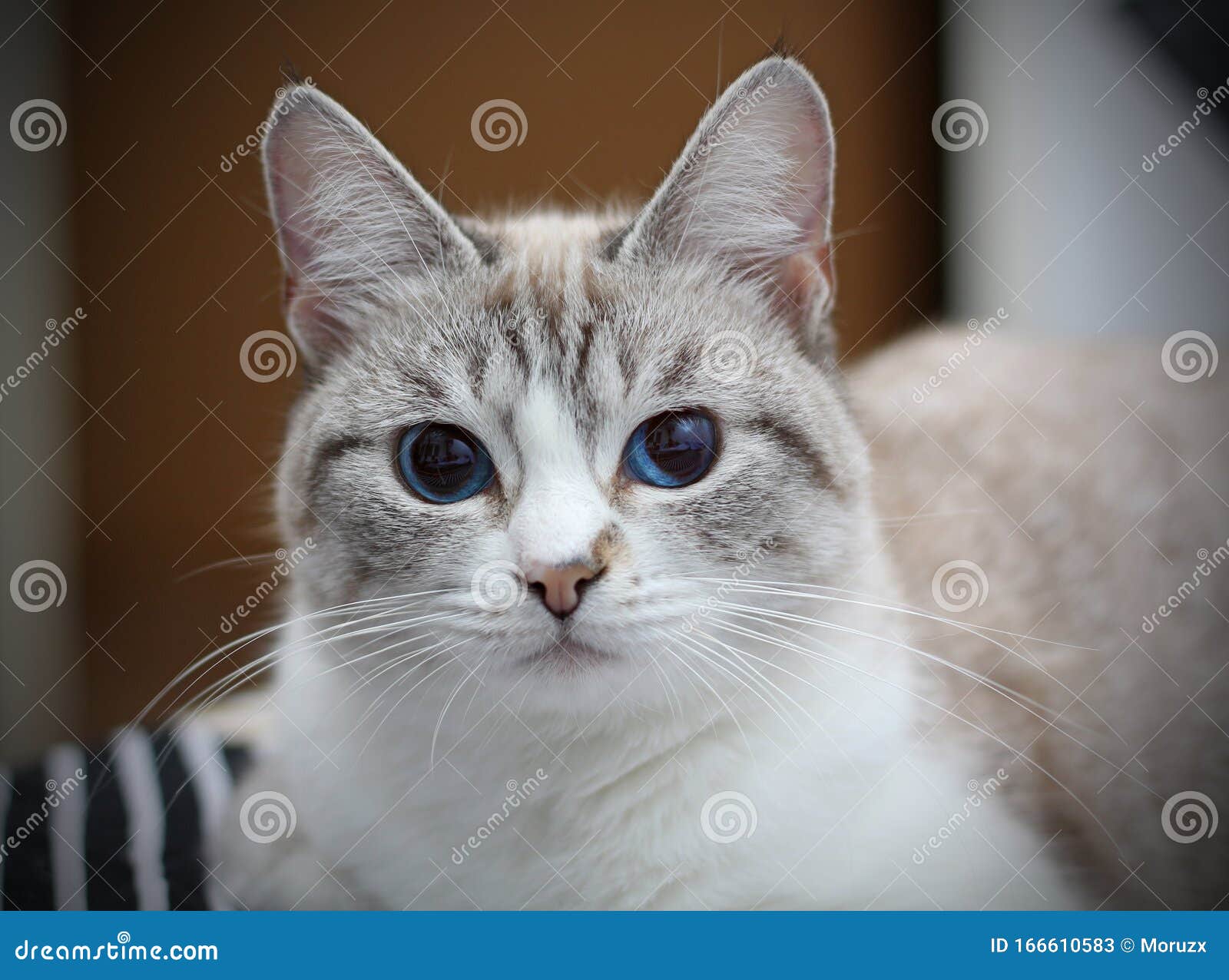 Gatos brancos de olhos azuis