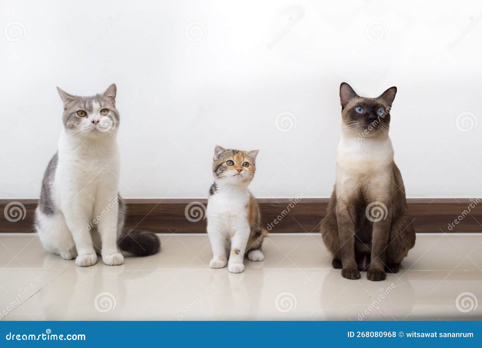 Gato Branco Com Gato a Lamber Lábios à Espera De Comida. Gatinho Escocês  Dobrado Olhando Algo No Fundo Branco Três Foto de Stock - Imagem de bacia,  cuidado: 268080968