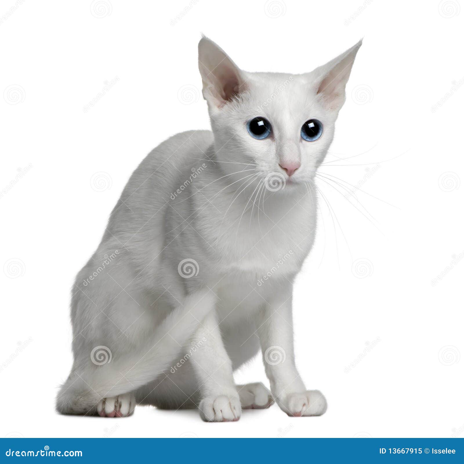 desenho de gato branco 18746485 PNG