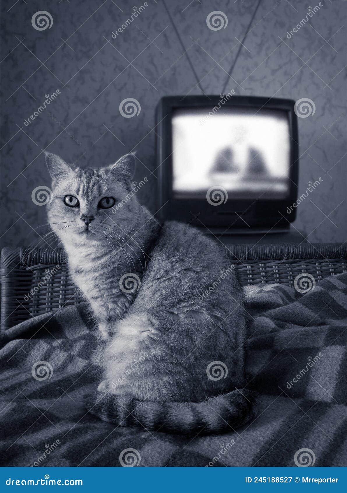 casete recursos humanos unos pocos Gato Británico En La Cama Cerca De La Antigua Antena Retro Noticias Analógicas De Televisión En Vivo Imagen de archivo - Imagen de felino, mascota: 245188527 casete recursos humanos unos pocos Gato Británico En La Cama Cerca De La Antigua Antena Retro Noticias Analógicas De Televisión En Vivo Imagen de archivo - Imagen de felino, mascota: 245188527