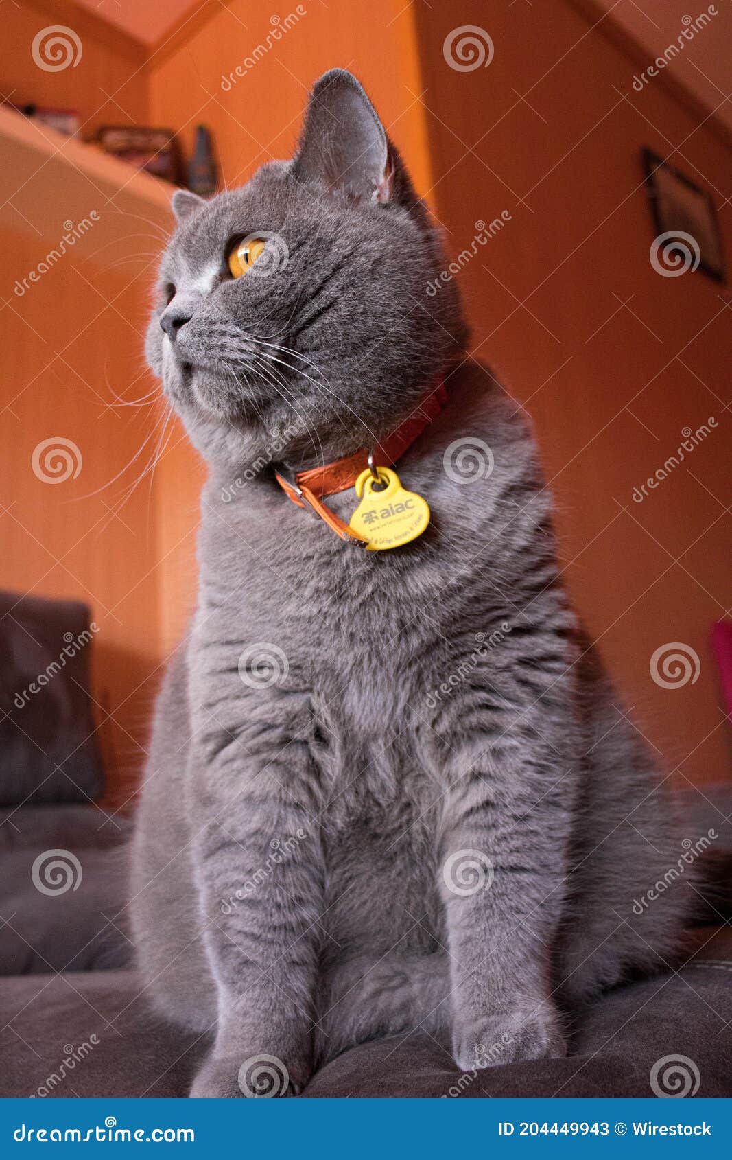 gato british blue de perfil