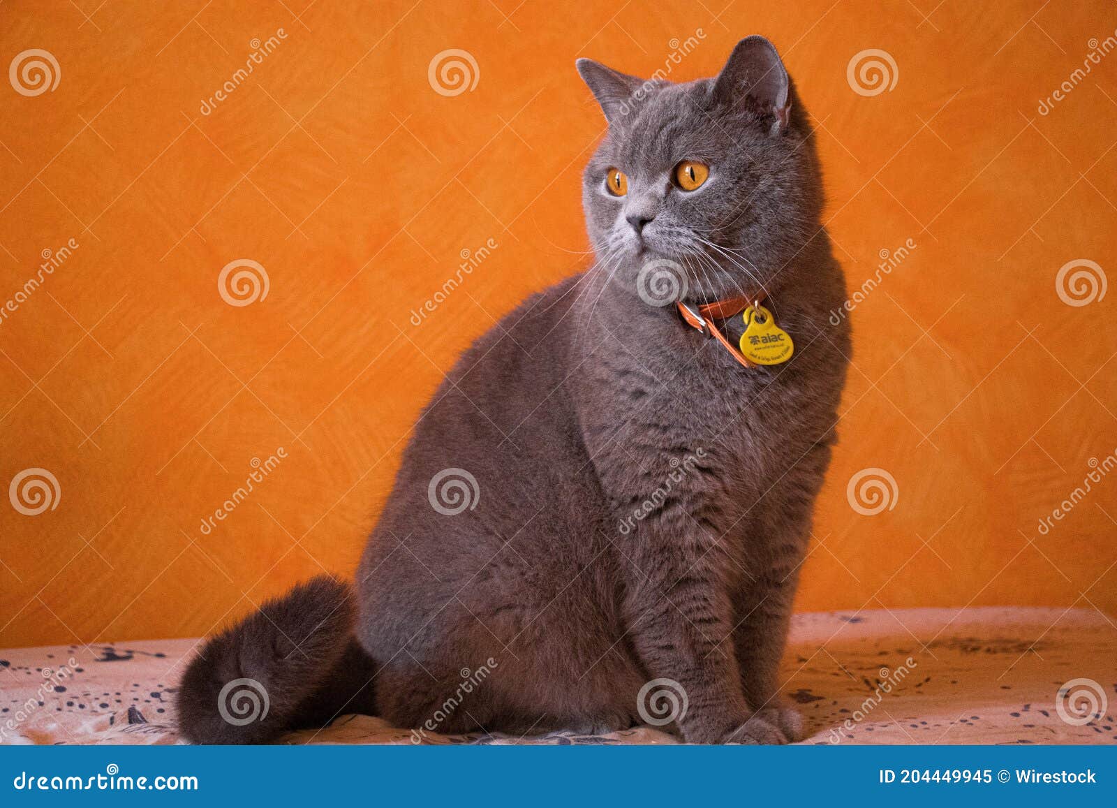 gato british blue fondo naranja