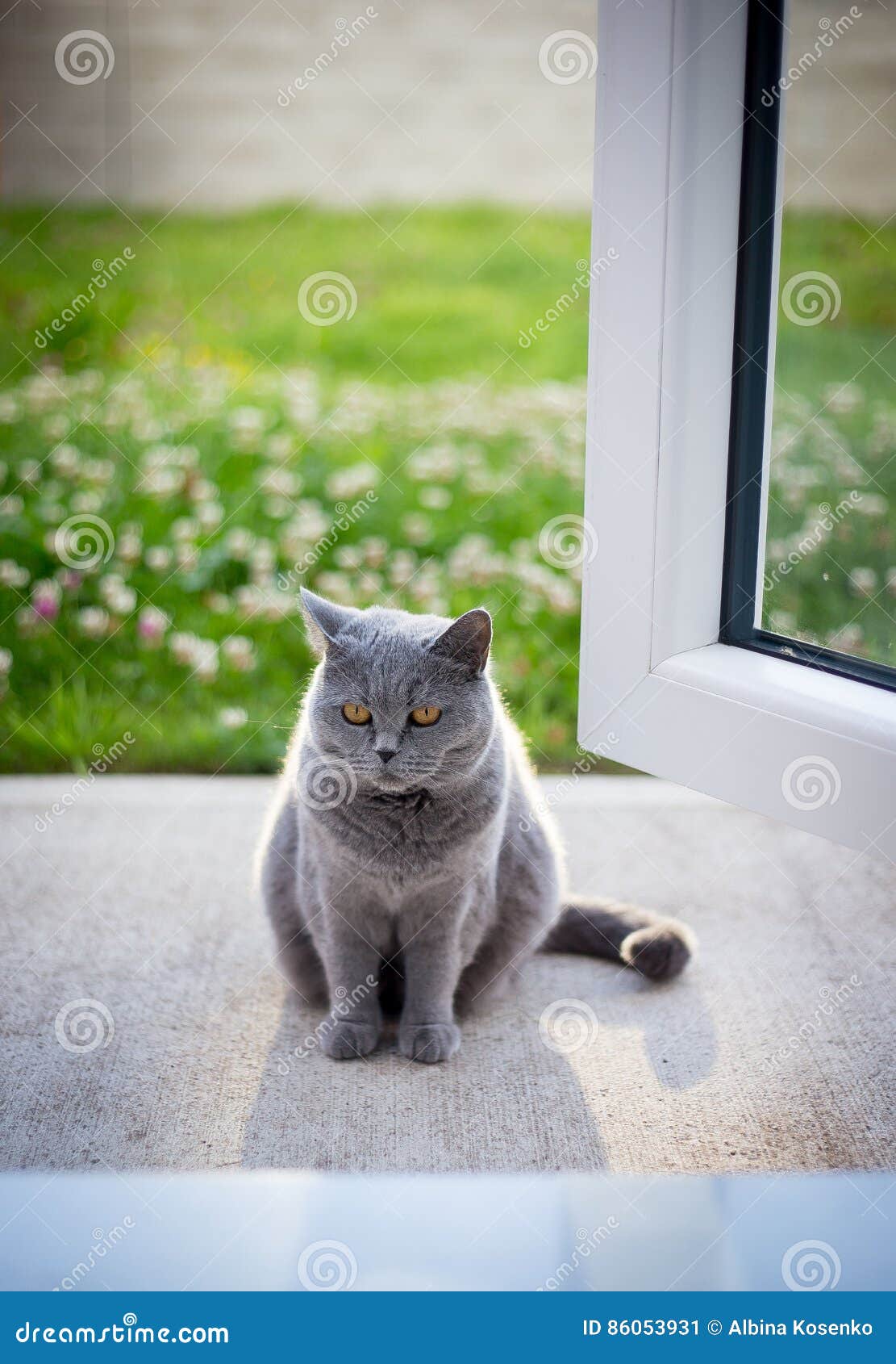 Gato británico gris en luz del sol. Gato británico en la luz del sol en un jardín, césped verde