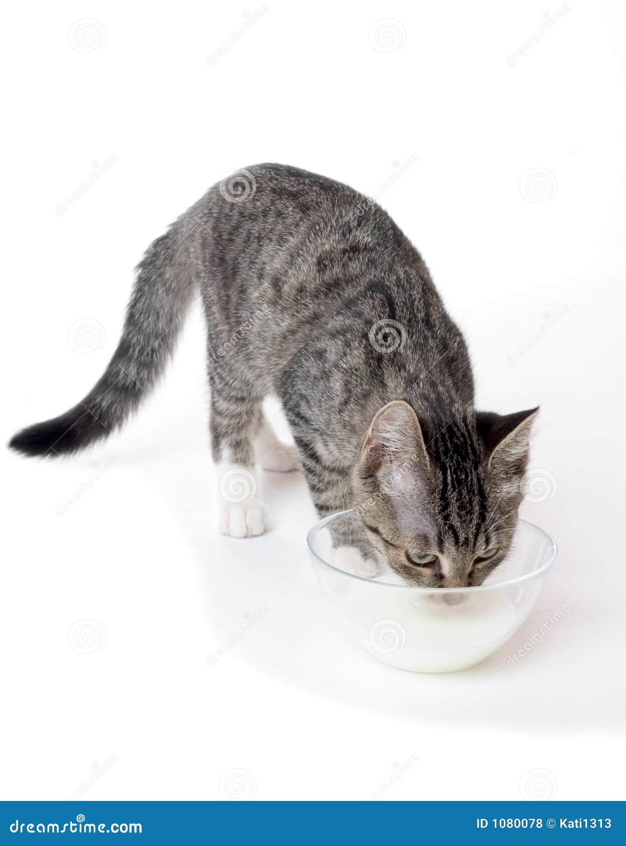 Gato com leite foto de stock. Imagem de doce, gato, thirsty - 1080078