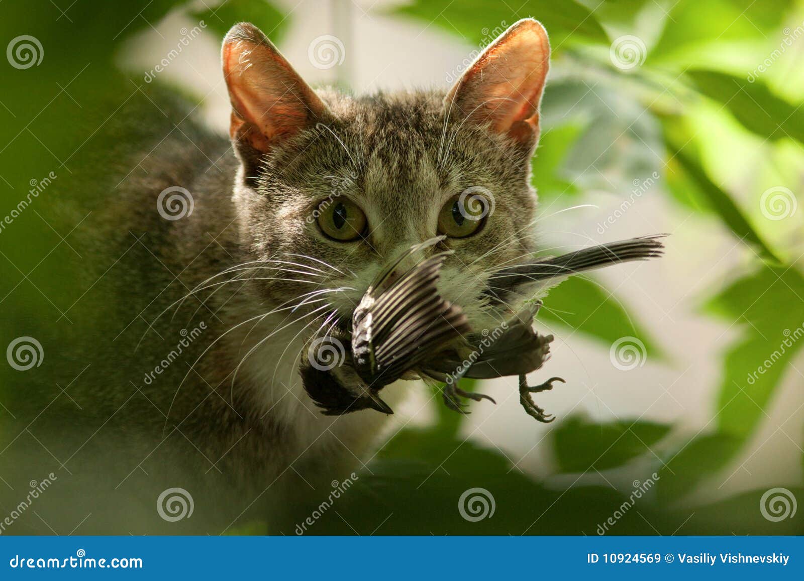 Gato Com Um Pássaro Nos Dentes. Imagem de Stock - Imagem de olhos, bruto:  10924569, image size:1600x1157