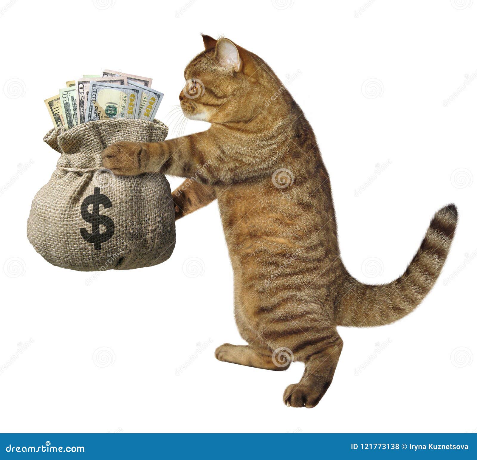 Coloque algum dinheiro no gatinho com Cats and Cash!