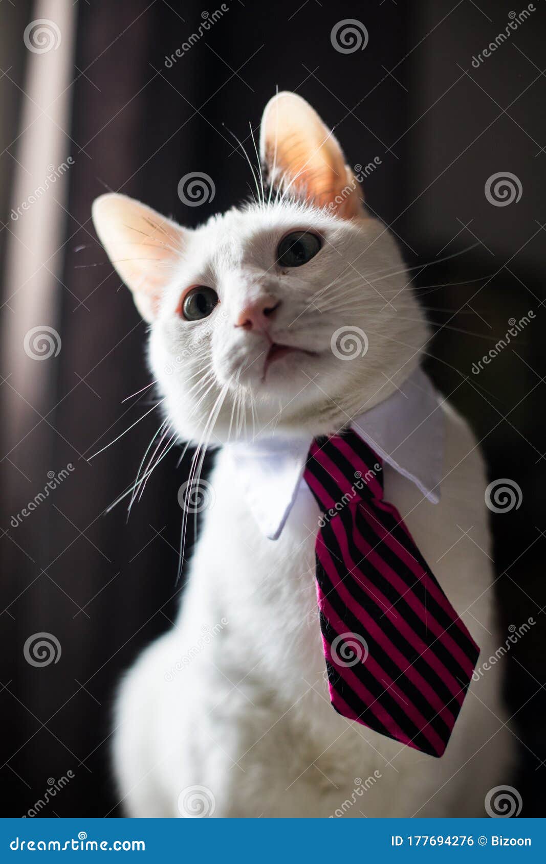 crítico Situación sonido Gato con corbata de cuello foto de archivo. Imagen de sentada - 177694276