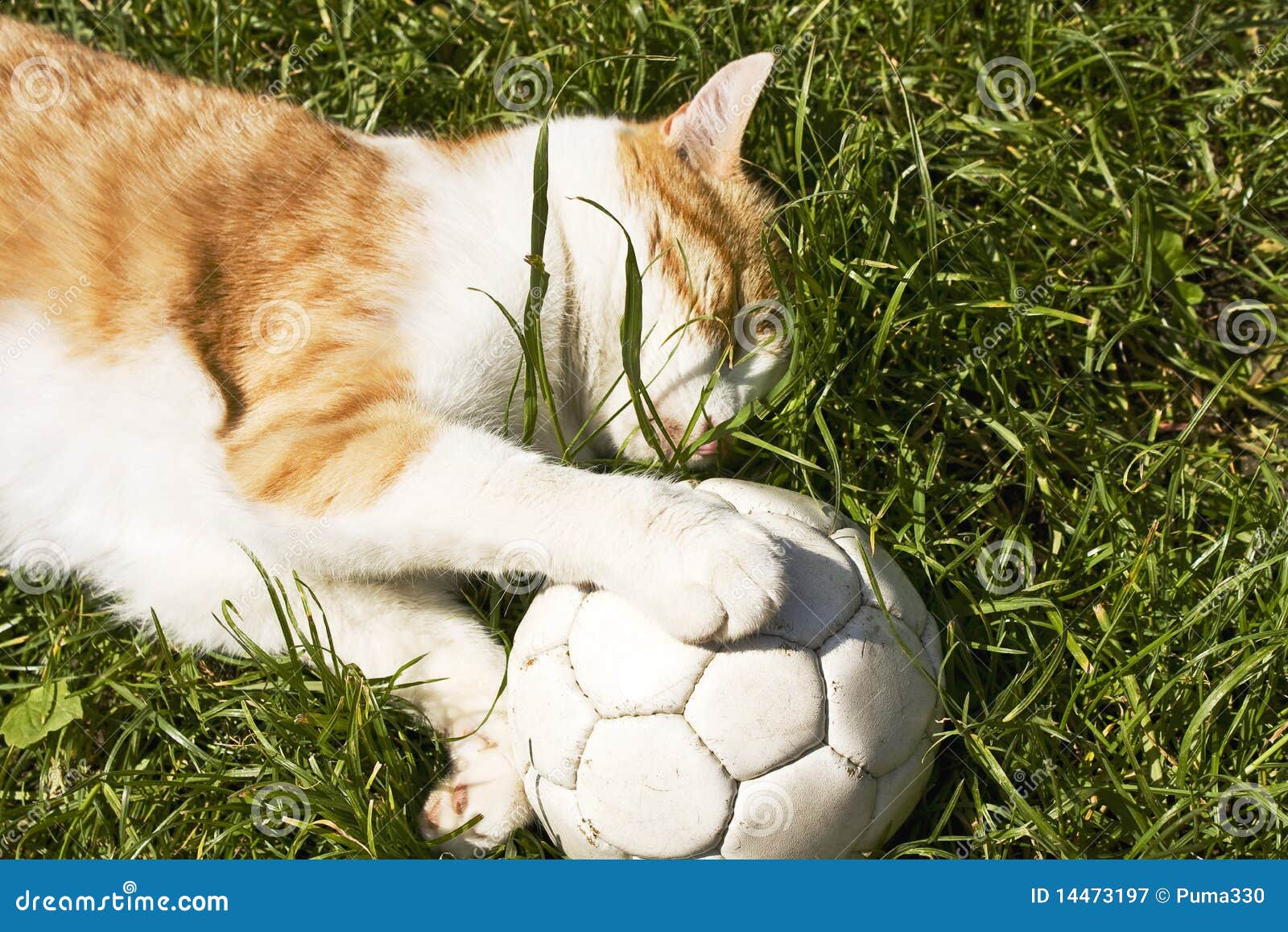 Gato con el balón de fútbol. Gato que juega con el balón de fútbol en el jardín