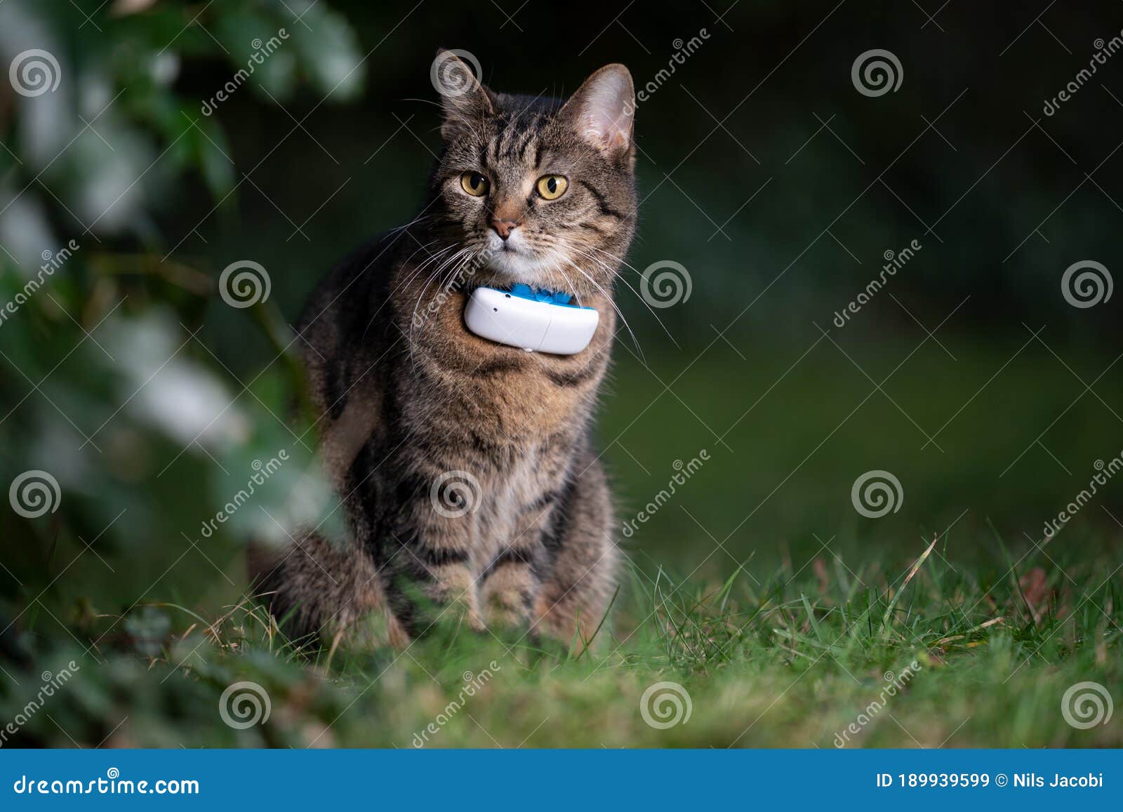 Gato Con Rastreador Gps Al Aire Libre Imagen de archivo - Imagen