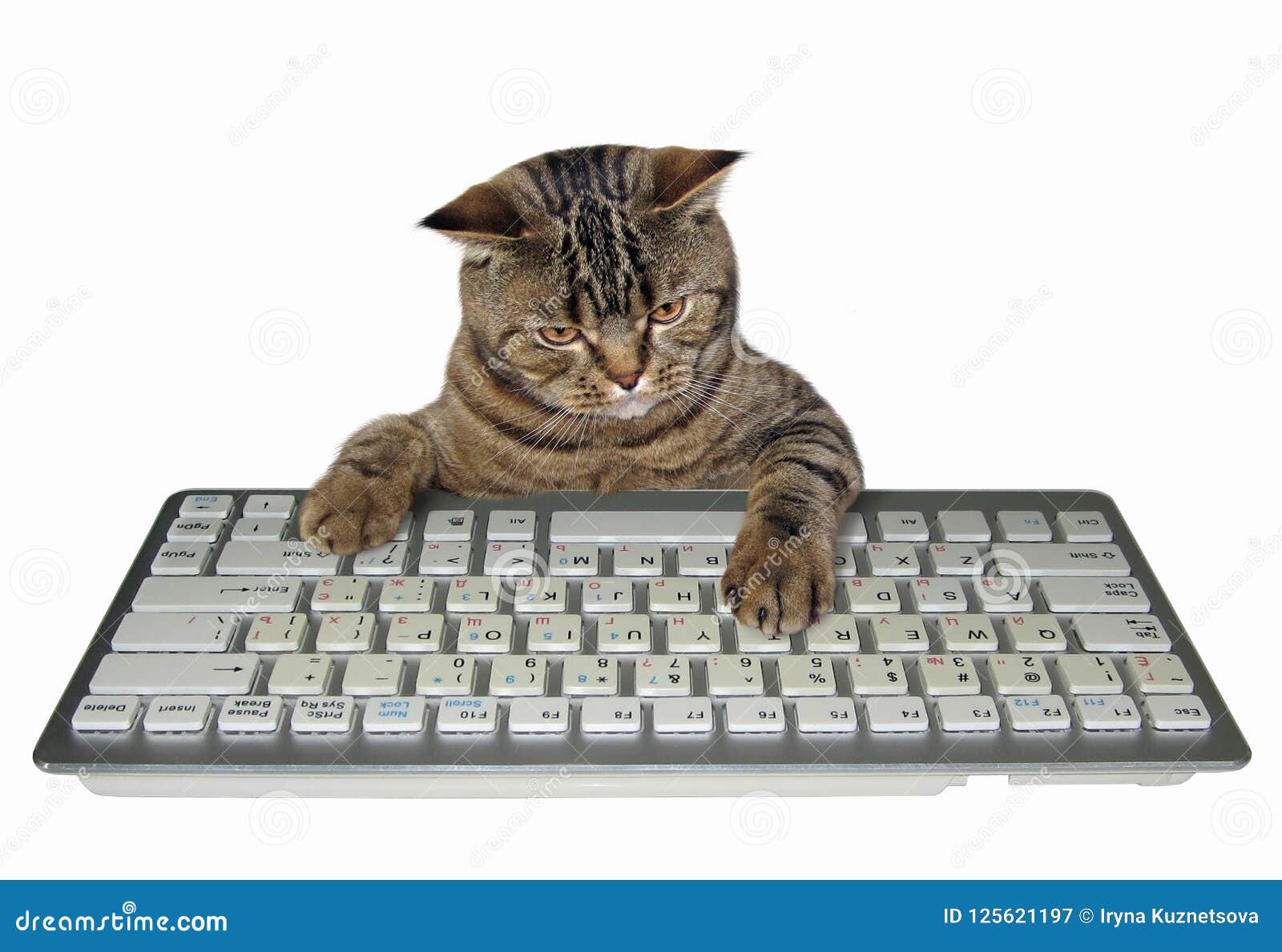 Gato con un teclado imagen de Imagen de dispositivo - 125621197