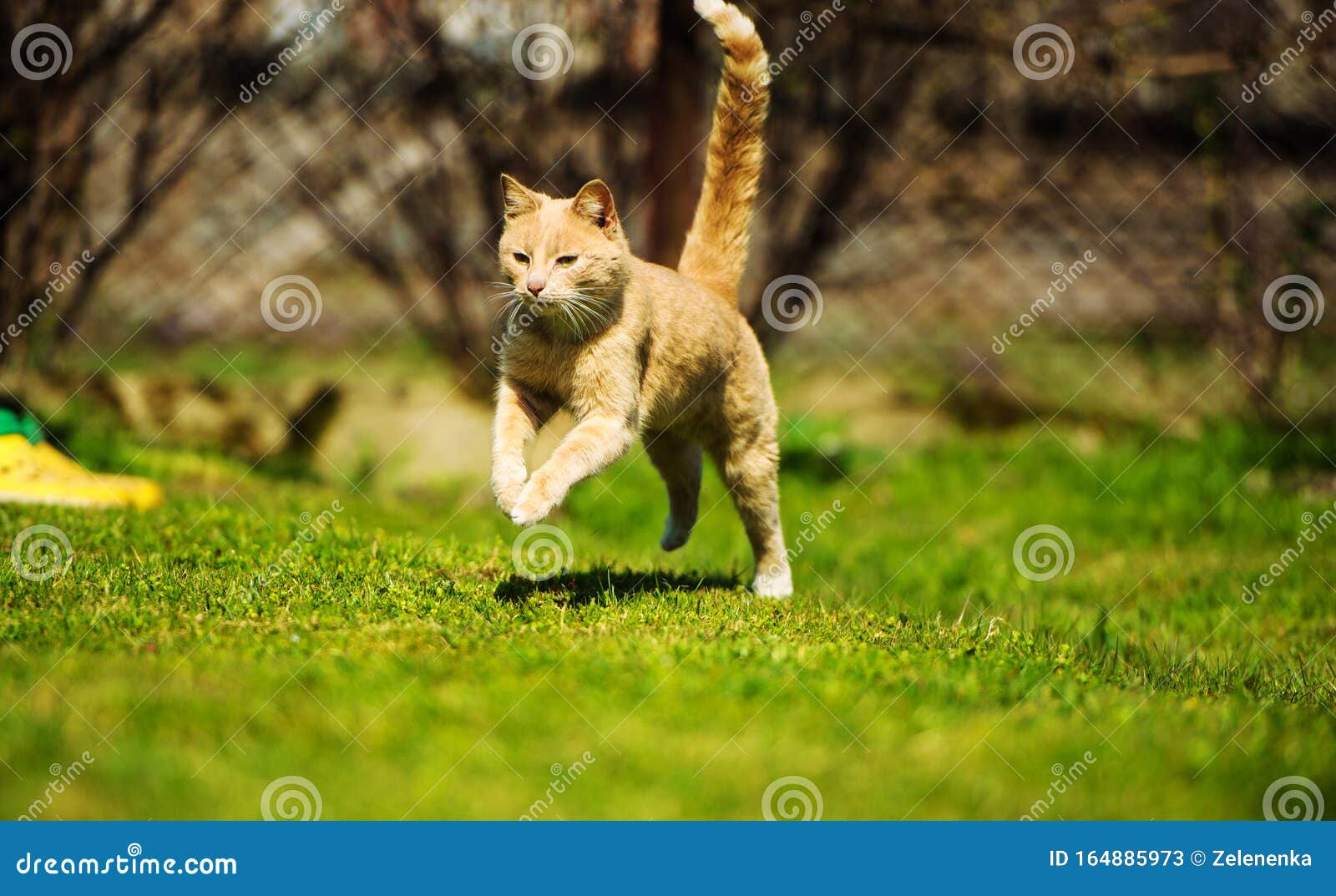 Gato corriendo imagen de archivo. Imagen de gato, anaranjado 164885973