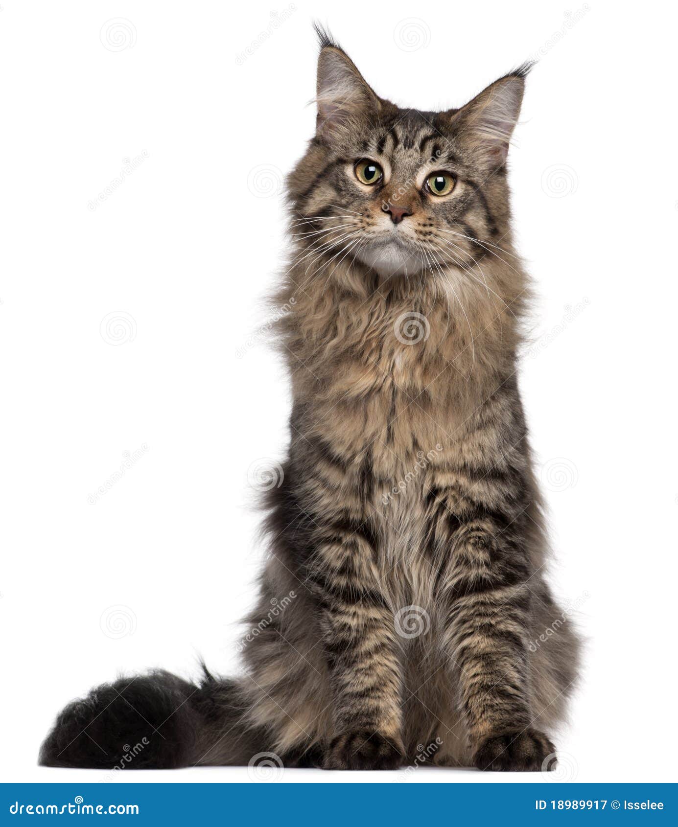 Jogos Macios Pequenos De Maine Coon Do Gatinho Foto de Stock - Imagem de  gato, cabelo: 85355236