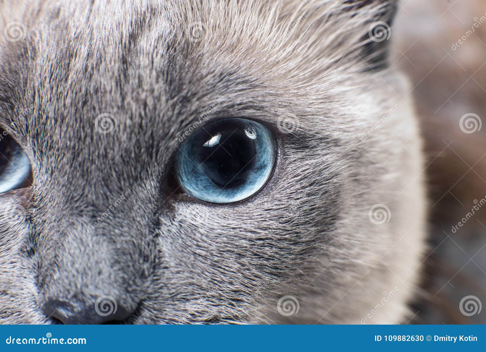 Um gato de olhos azuis está sentado em um espaço galáctico.