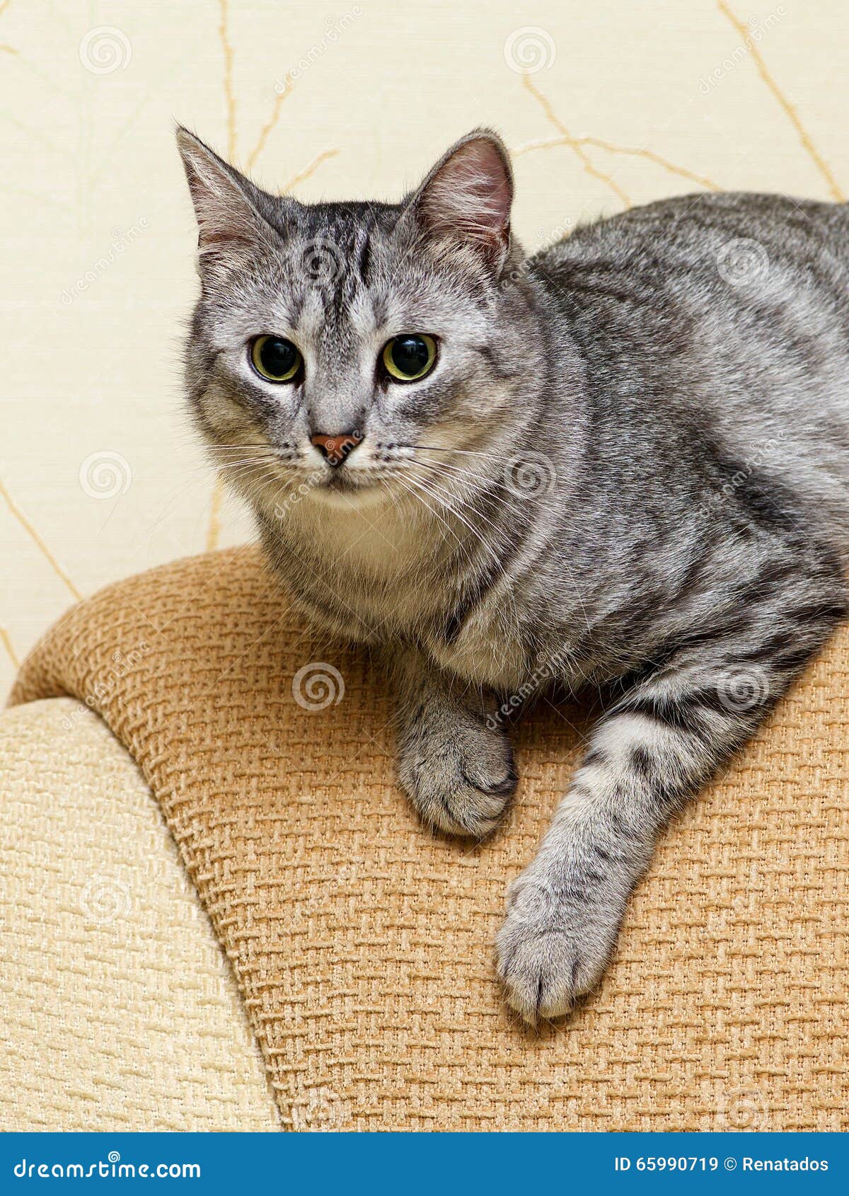 Gato De Jogo Curioso, Gato Que Joga, Gato Louco Engraçado, Gato Novo  Doméstico, Gato De Jogo Novo No Fundo Natural Agradável Imagem de Stock -  Imagem de amigo, naughty: 65990719