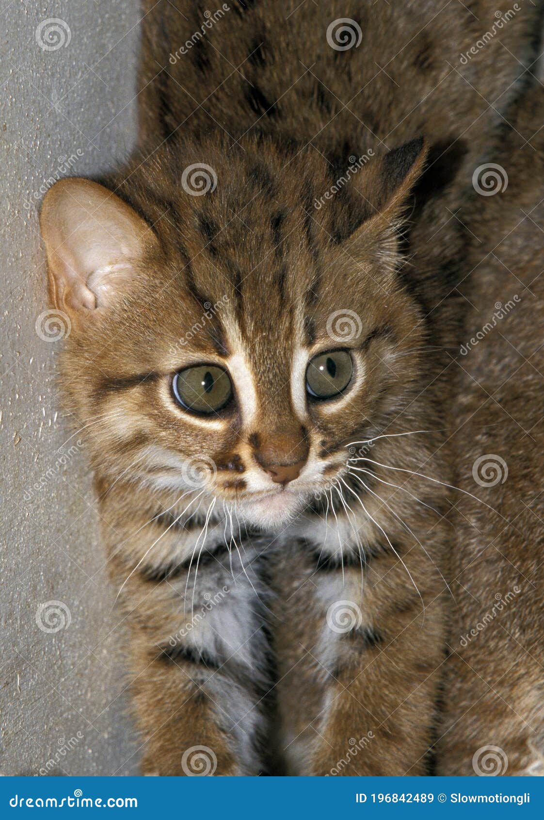 Extraer Miau miau simpatía Gato De Rusty-Spoted, Prionailurus Rubiginosus, Retrato De Cub Imagen de  archivo - Imagen de oxidado, exterior: 196842489