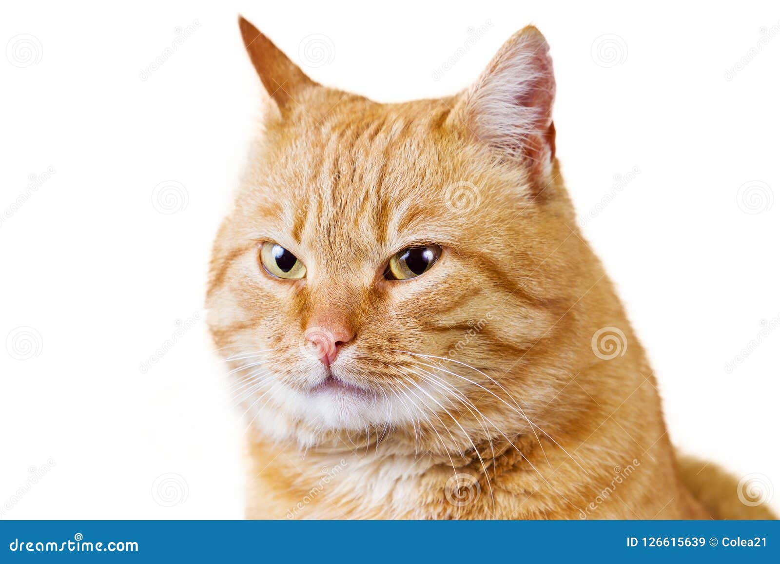 Gato De Sorriso Com Olhar Mau Imagem de Stock - Imagem de fome, pele:  126615639, image size:1600x1157