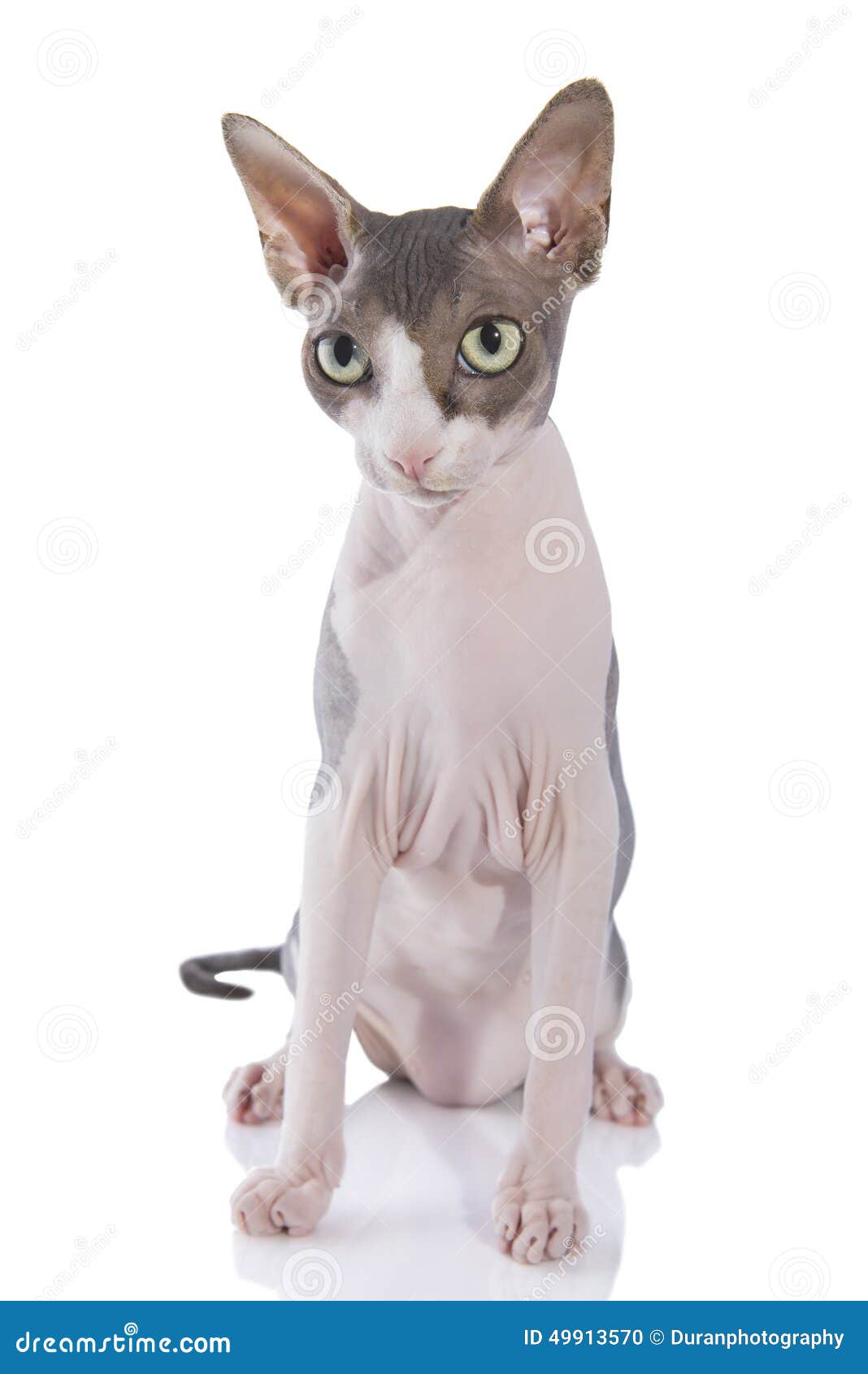 Gato de Sphynx em um fundo branco