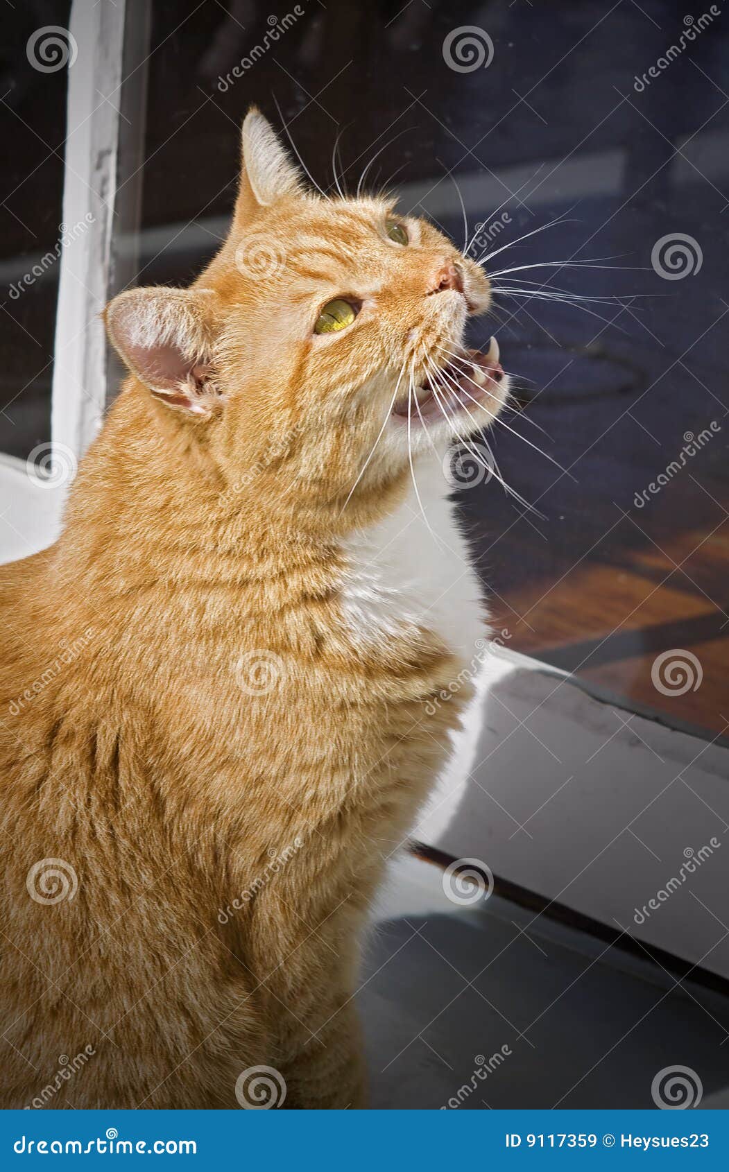 Corte O Jogo Do Gatinho Do Bebê Foto de Stock - Imagem de miado, gato:  116003432