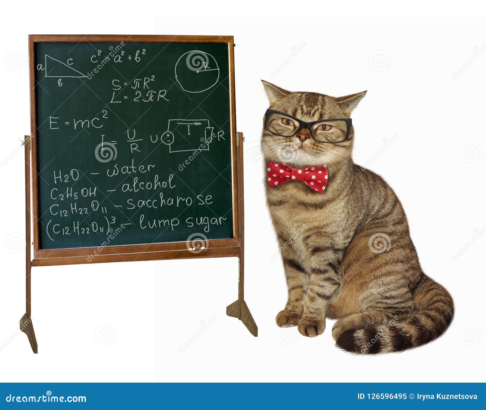 Profesor gato imagen de archivo. Imagen de mascota, fondo - 126596495, image size:1600x1349