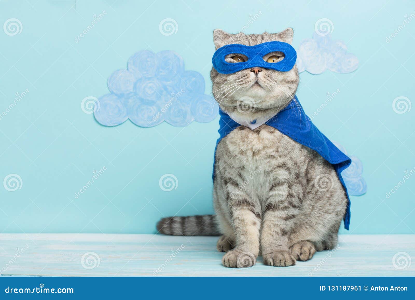 Gato del super héroe, Whiskas escocés con una capa y una máscara azules El concepto de un super héroe, gato estupendo, líder