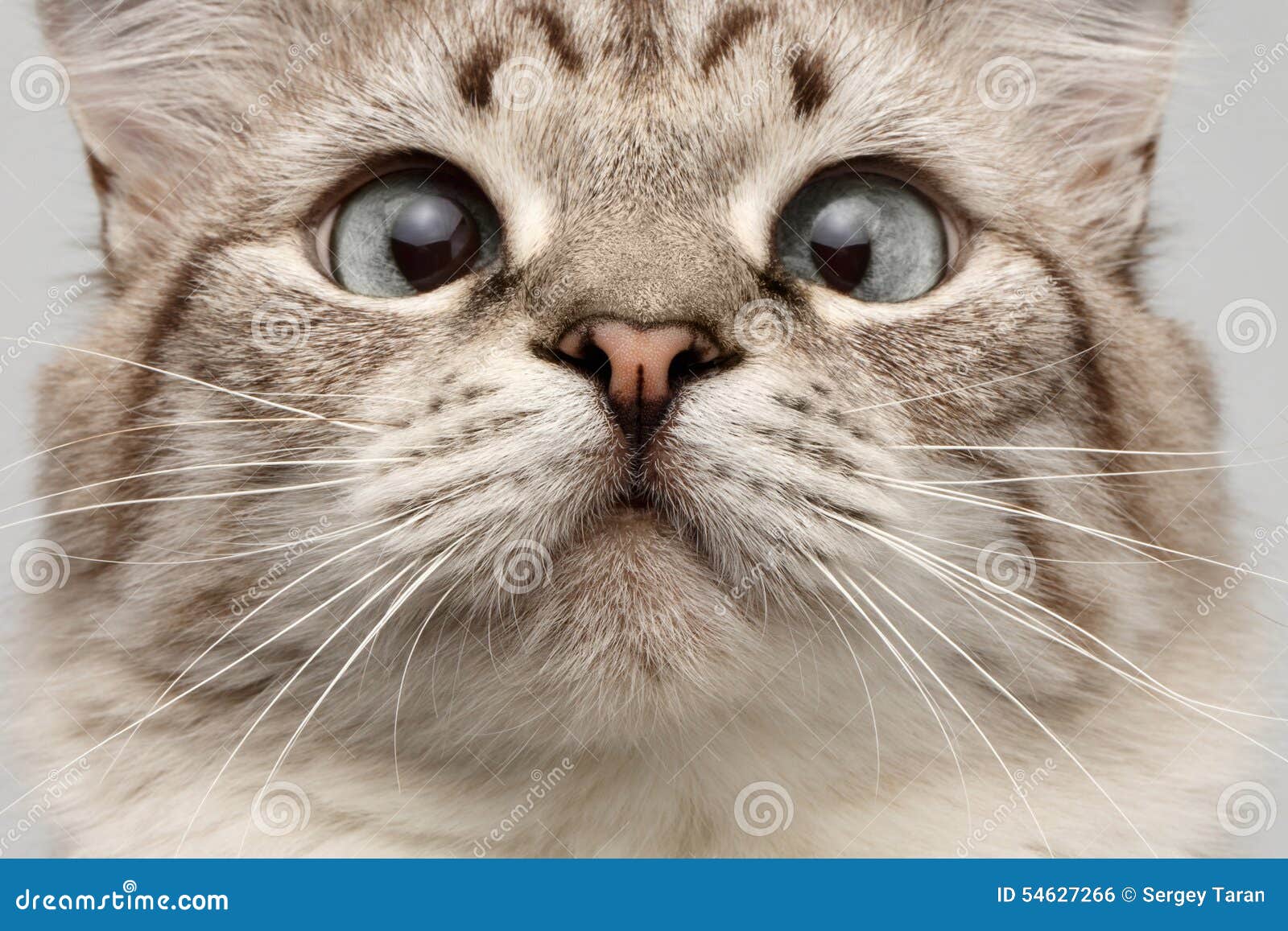 Um pequeno gatinho vermelho olha para fora de uma cesta de vime com  curiosidade jogos com bichinhos fofos