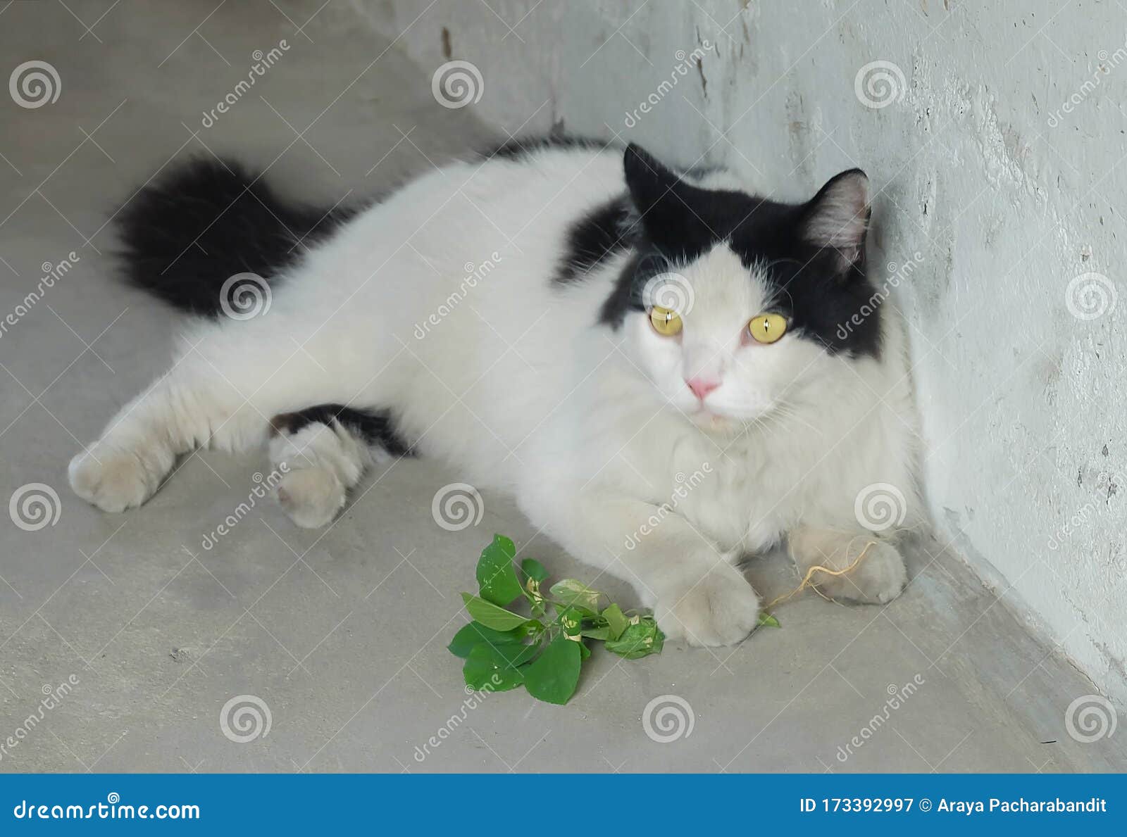 Gato Comiendo Acalypha O Grasa De Gato Imagen archivo - Imagen de alcaloide, 173392997