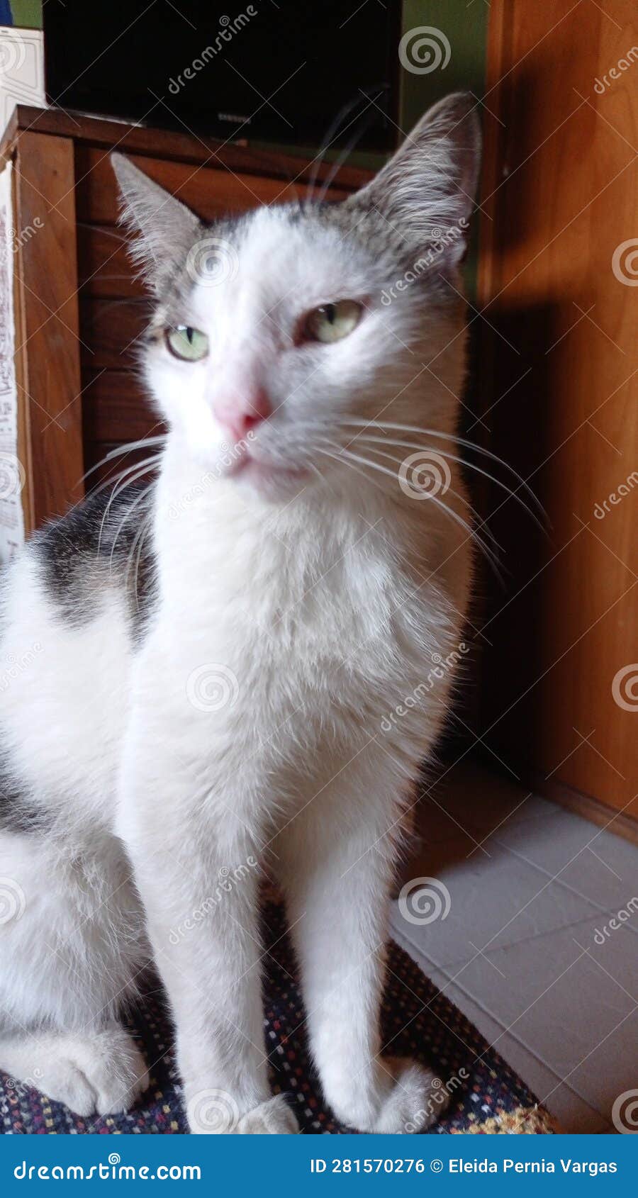 gato domestico muy lindo mascota