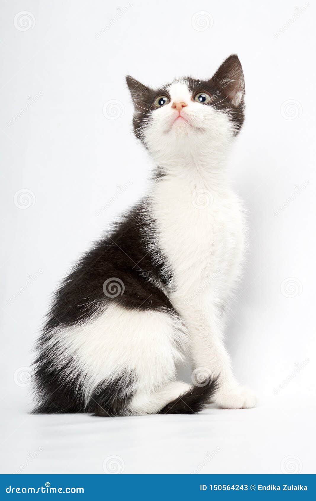gato domÃÂ©stico blanco y negro mirando al infinito