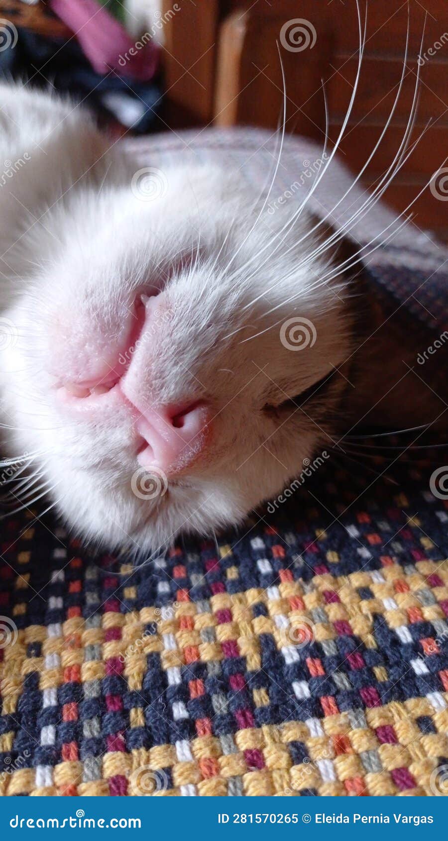 gato durmiendo portrait retrato bigote