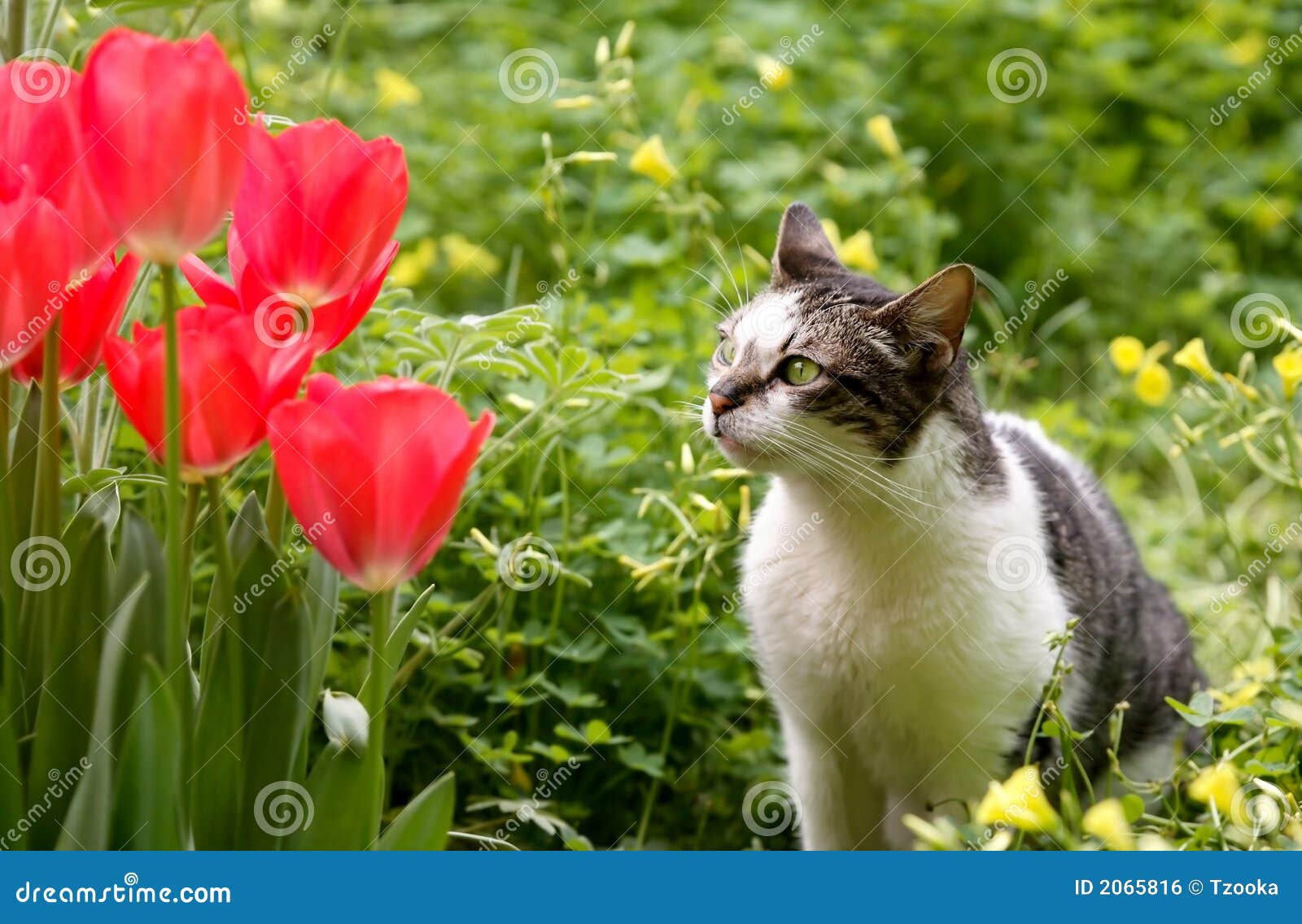 Gato e tulips foto de stock. Imagem de horticultura, nave 2065816